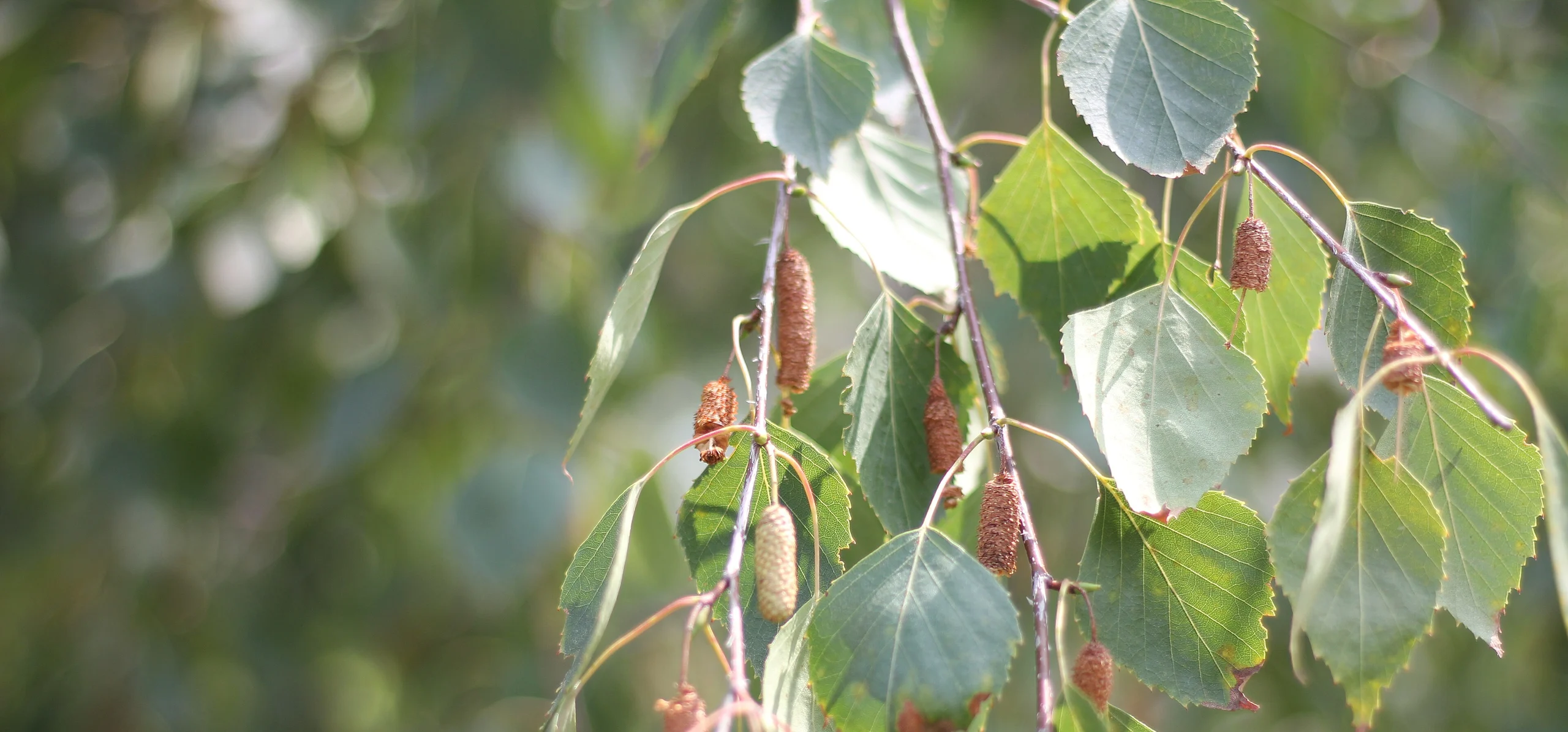 Silver Birch