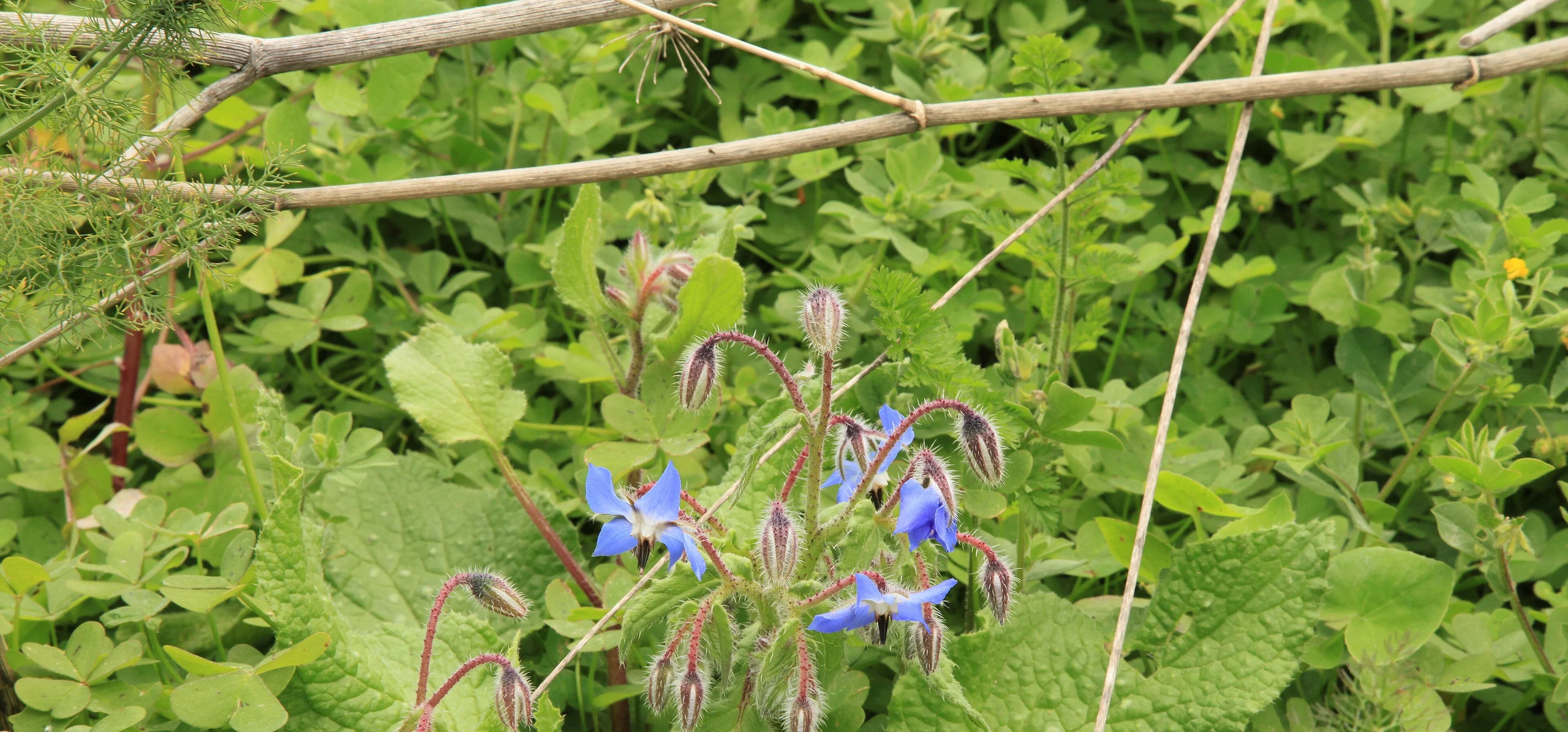 Borage