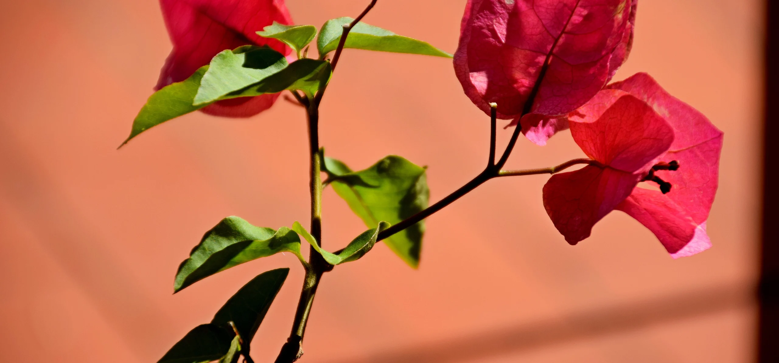 Paper Flower