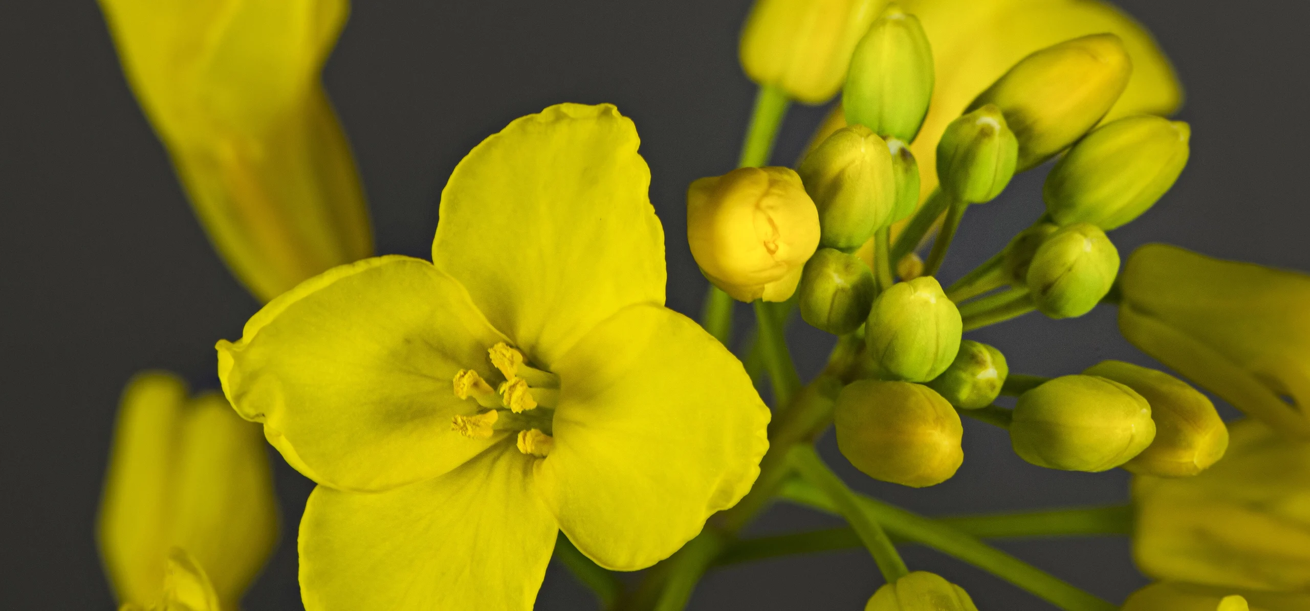 Rapeseed