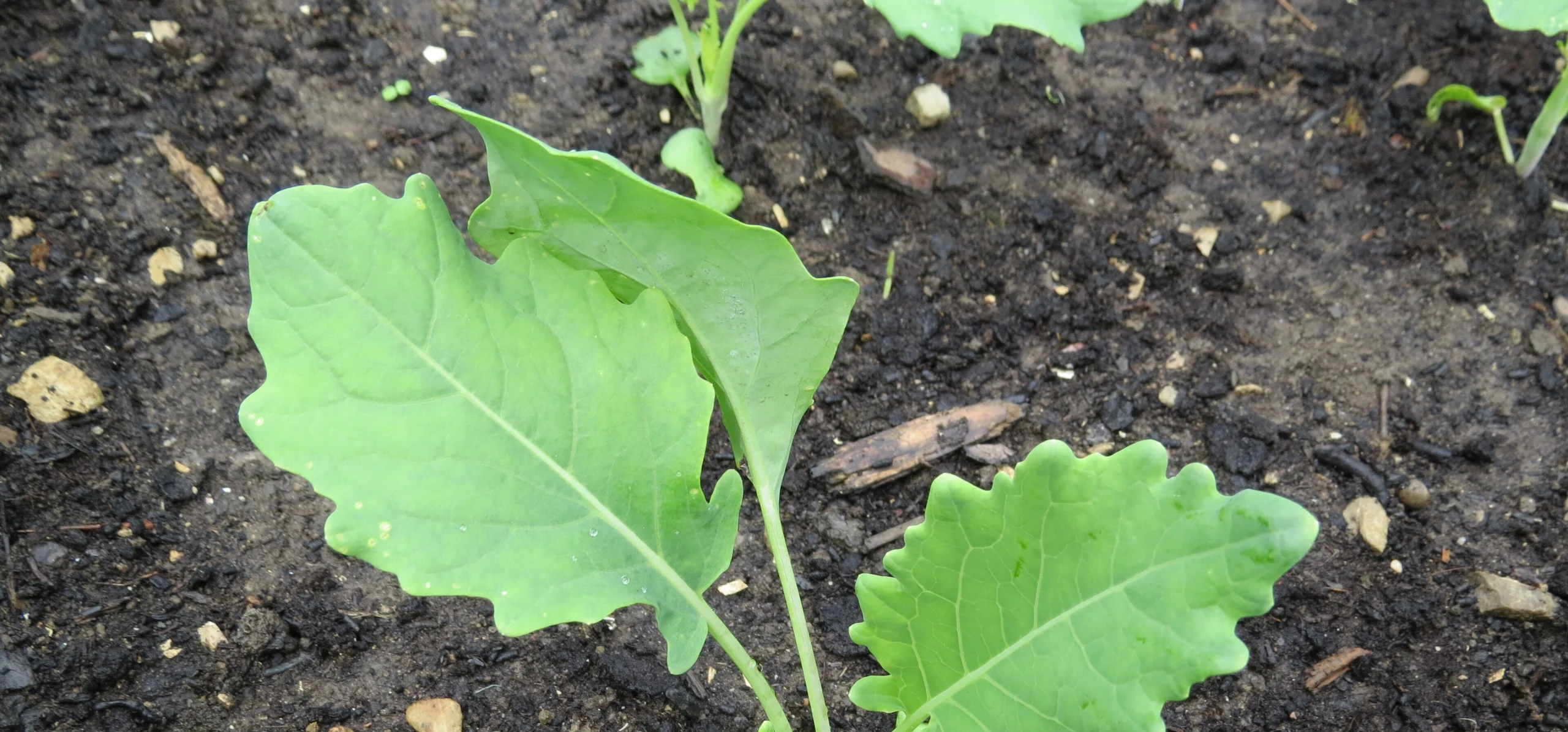 Cabbage