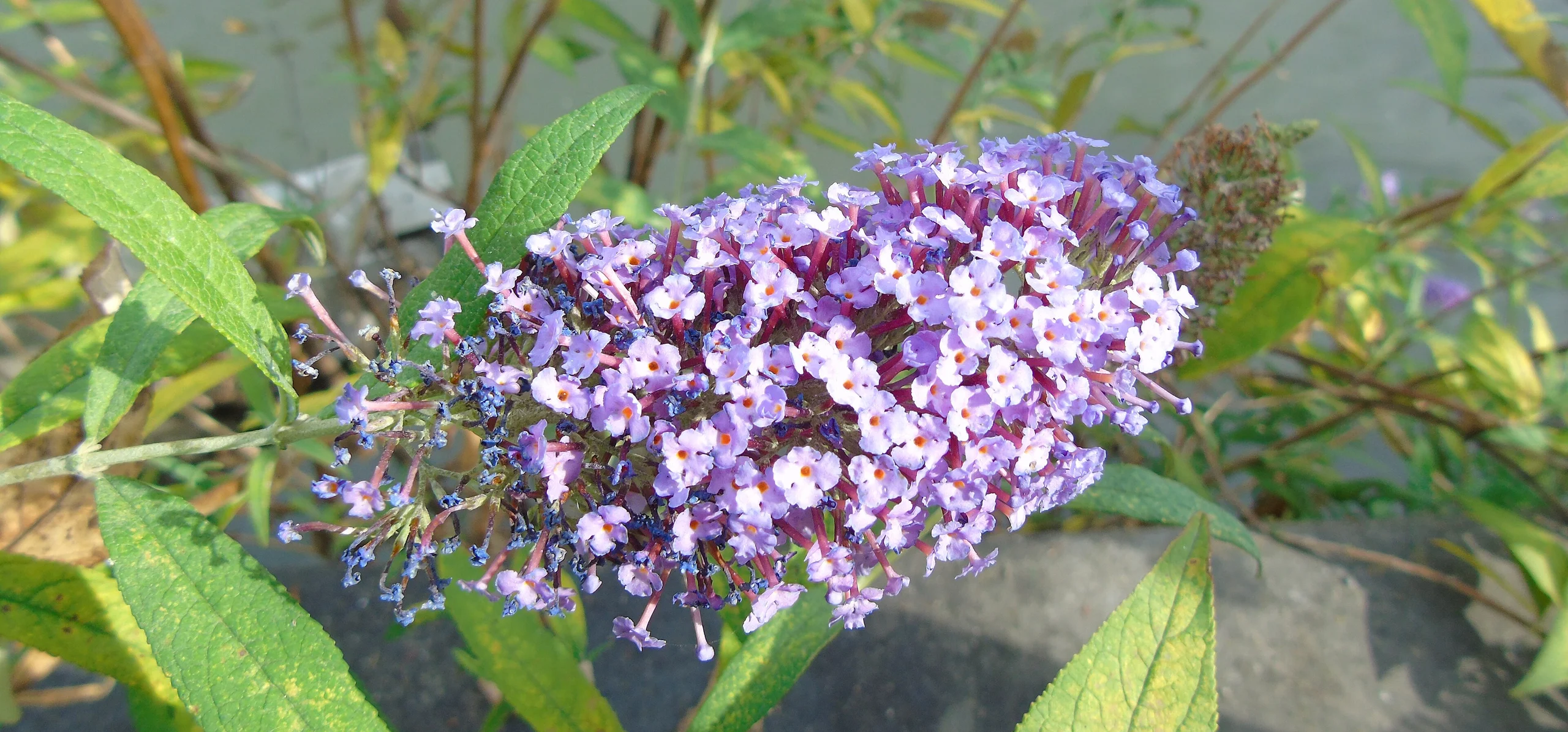 Butterfly Bush