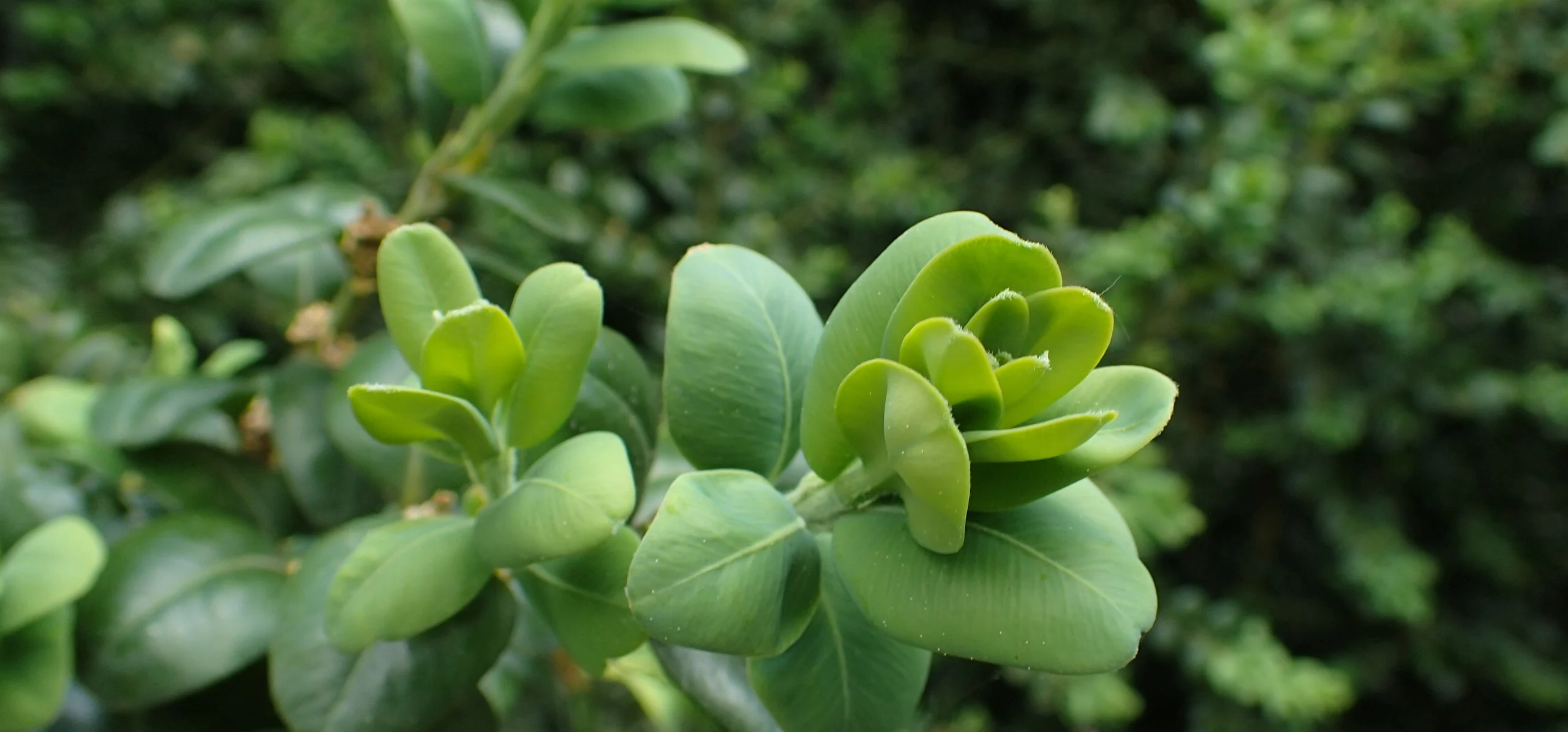 Common Boxwood