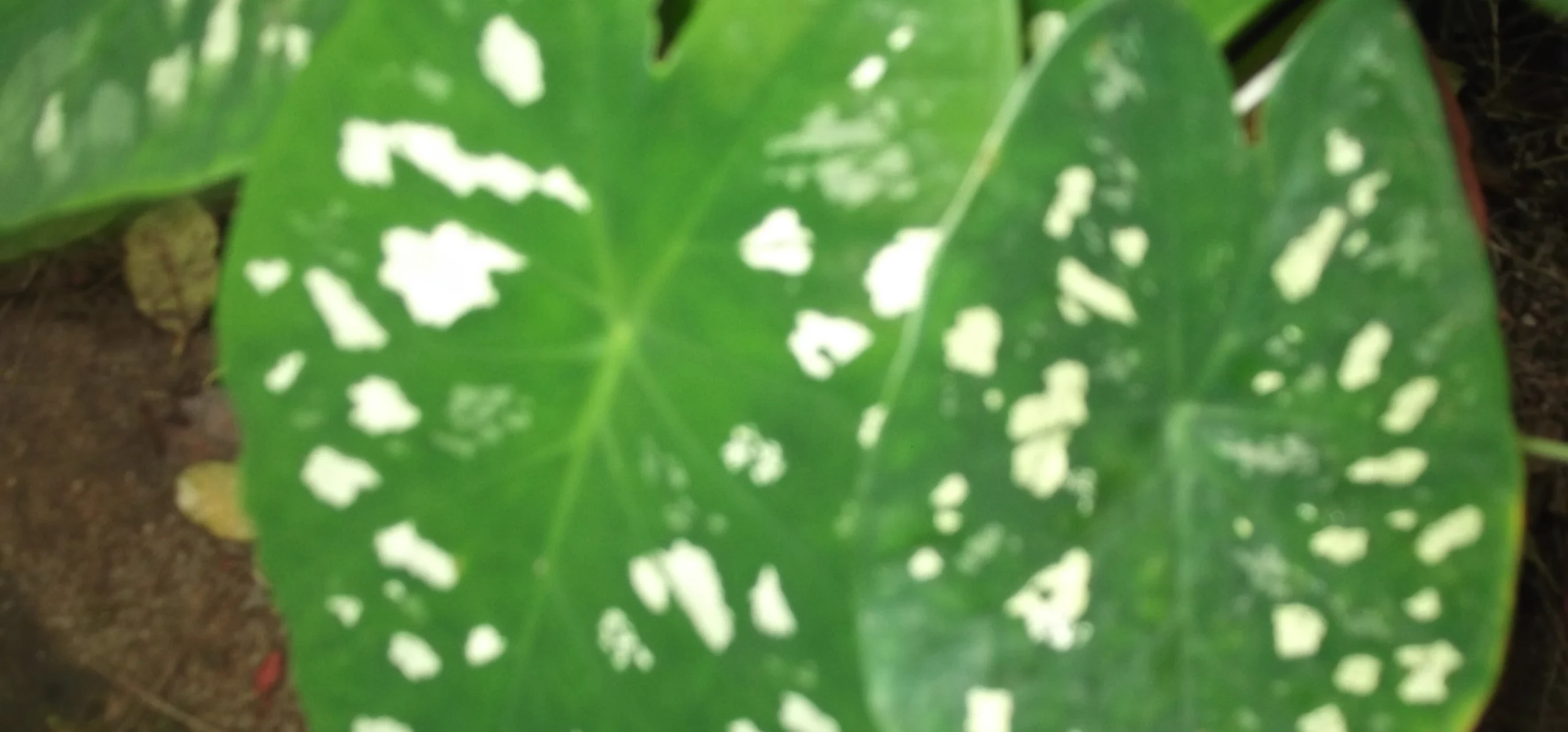 Caladium