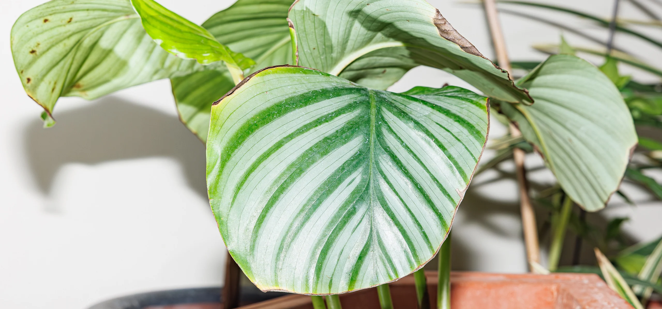Calathea Orbifolia