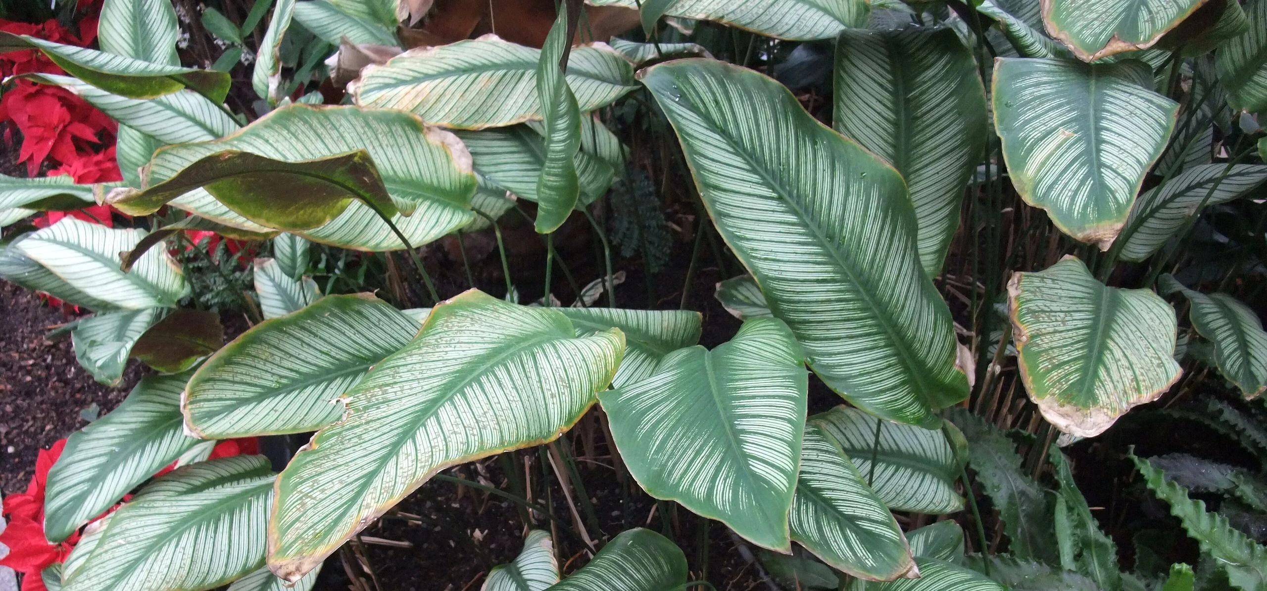 Calathea