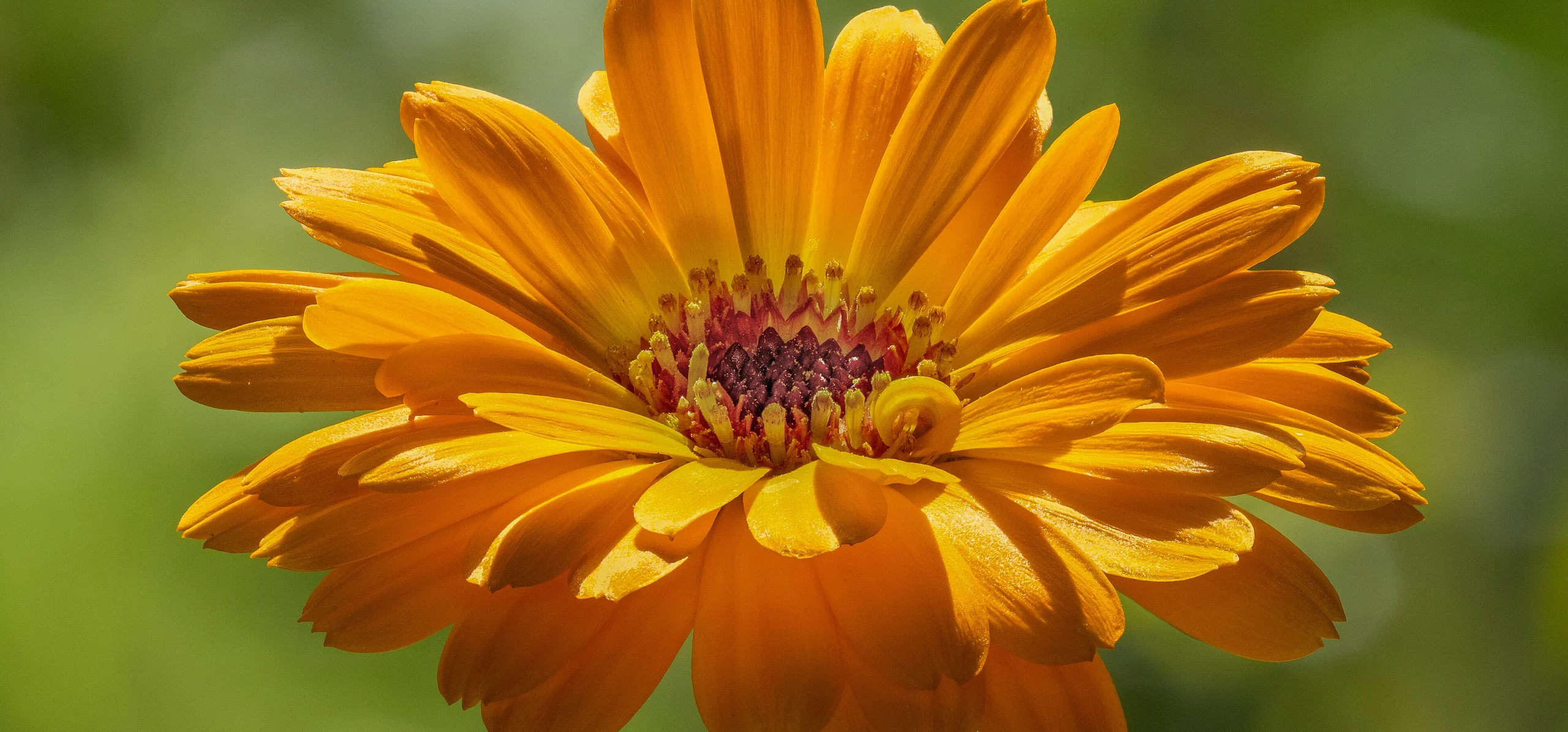 Pot Marigold