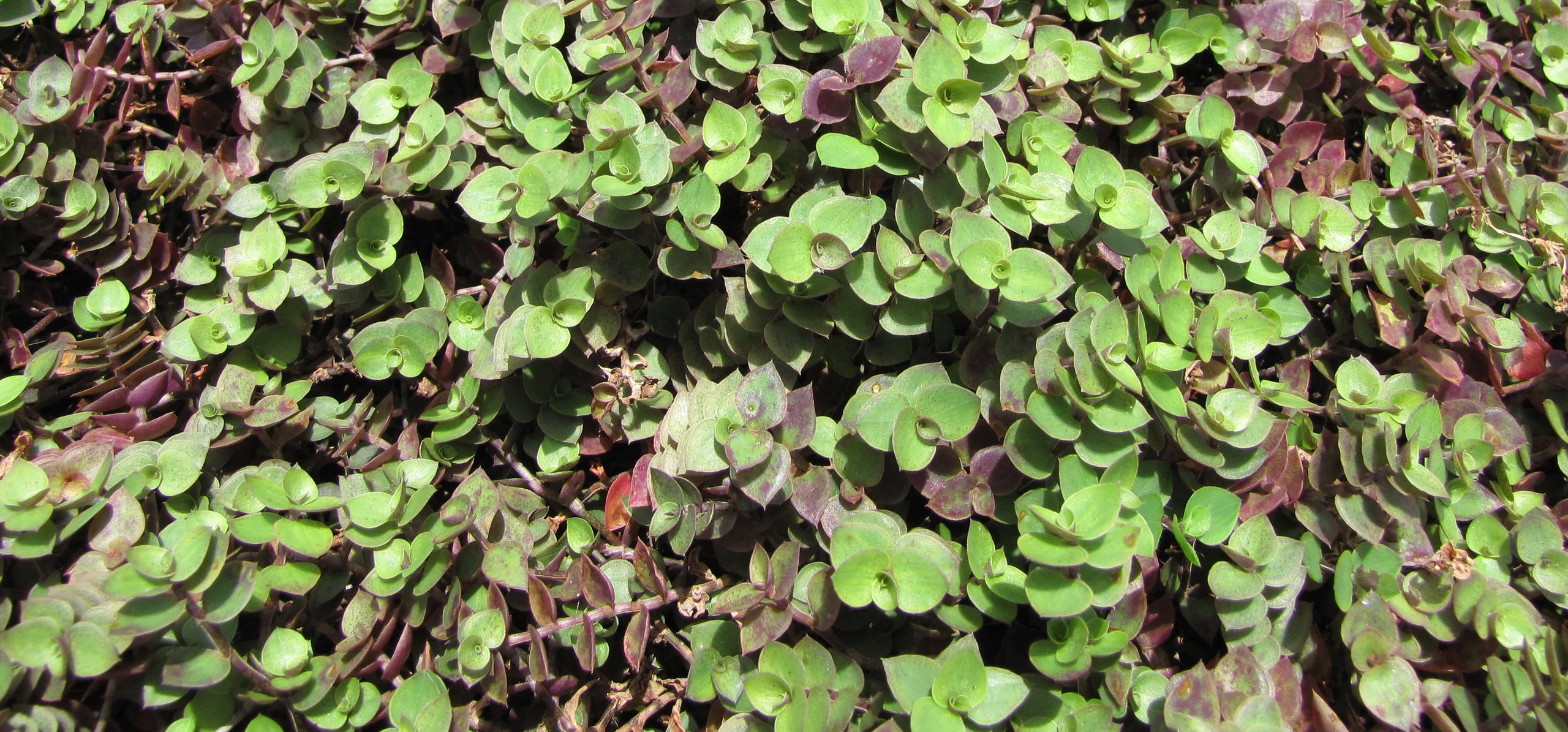 Creeping Inchplant