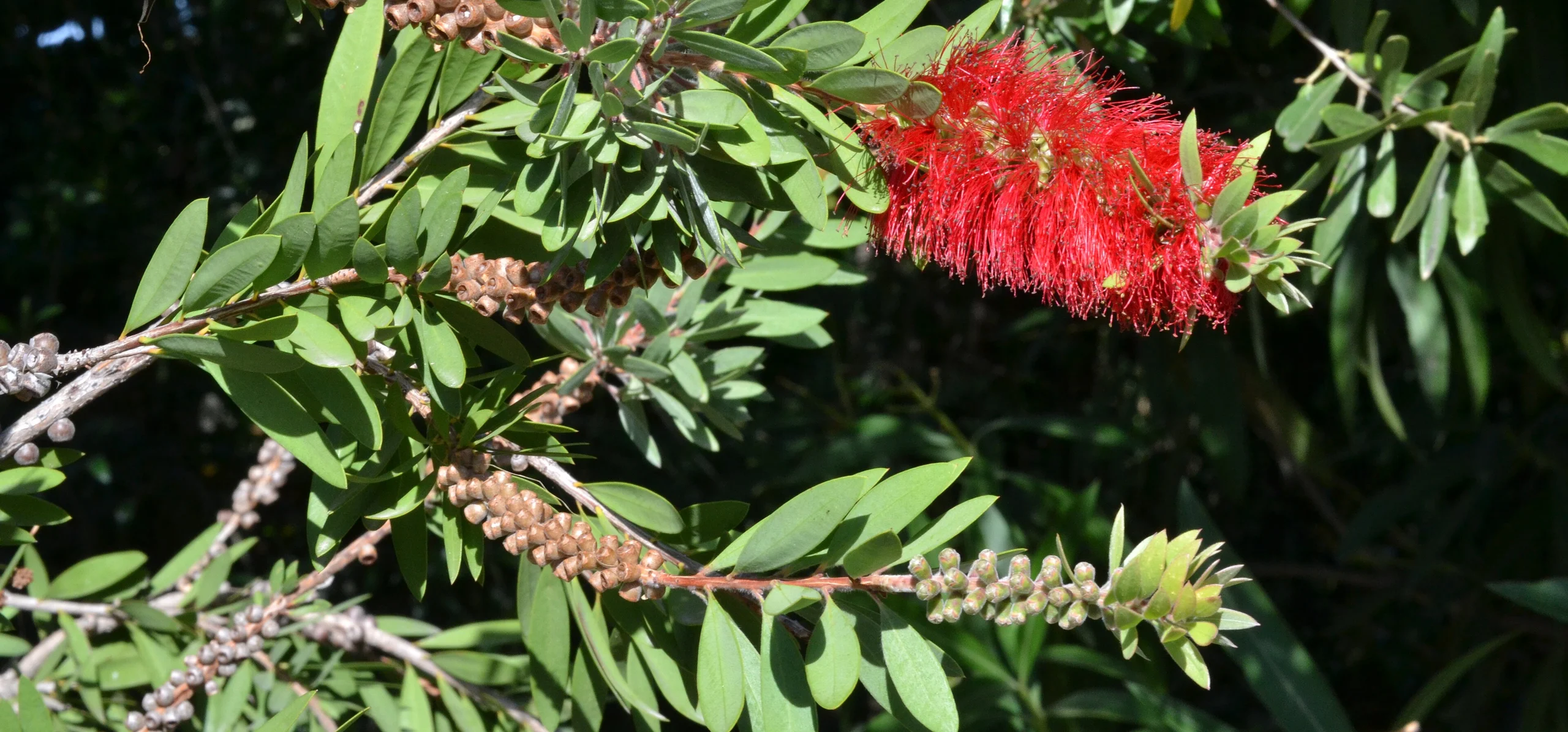 Crimson Bottlebrush