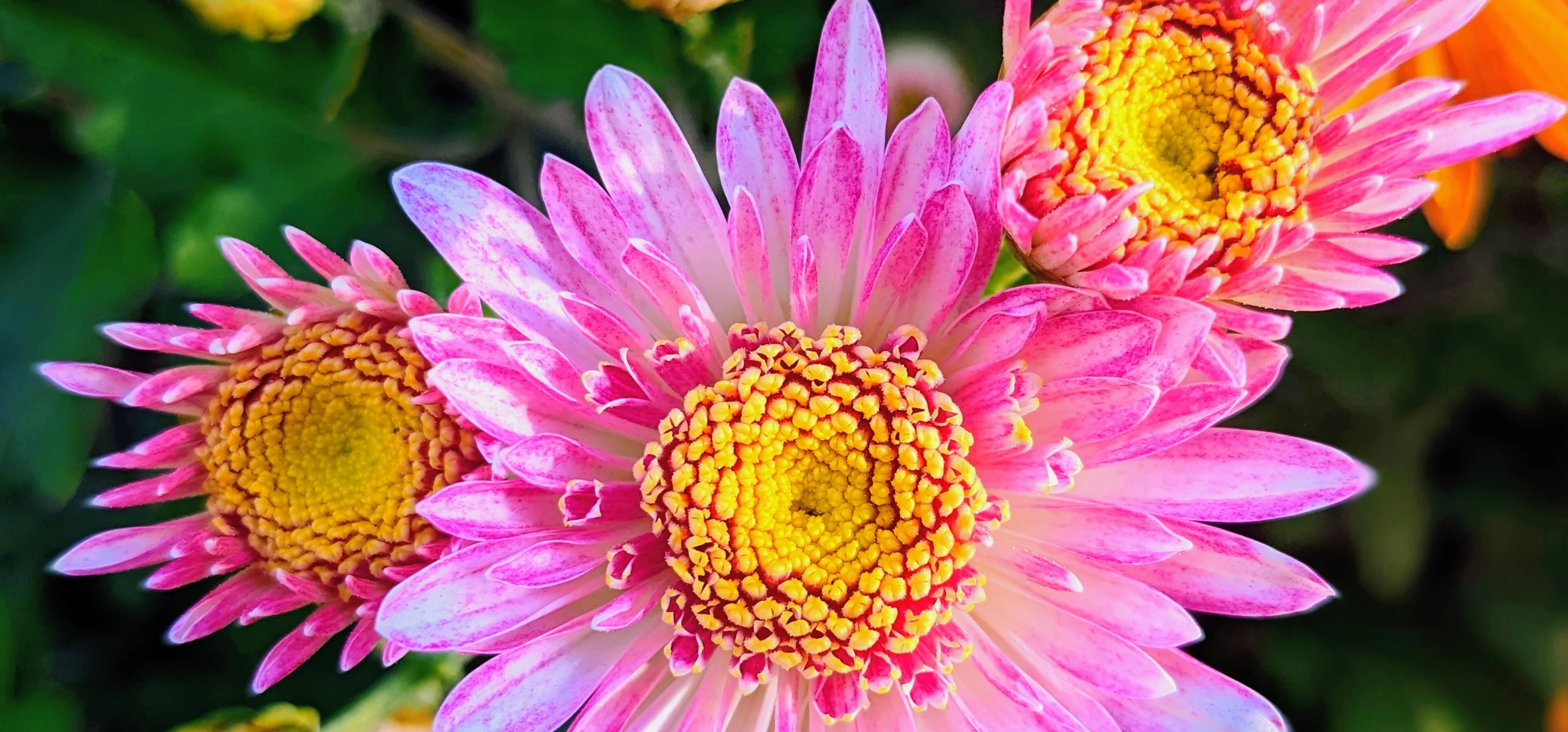 China Aster
