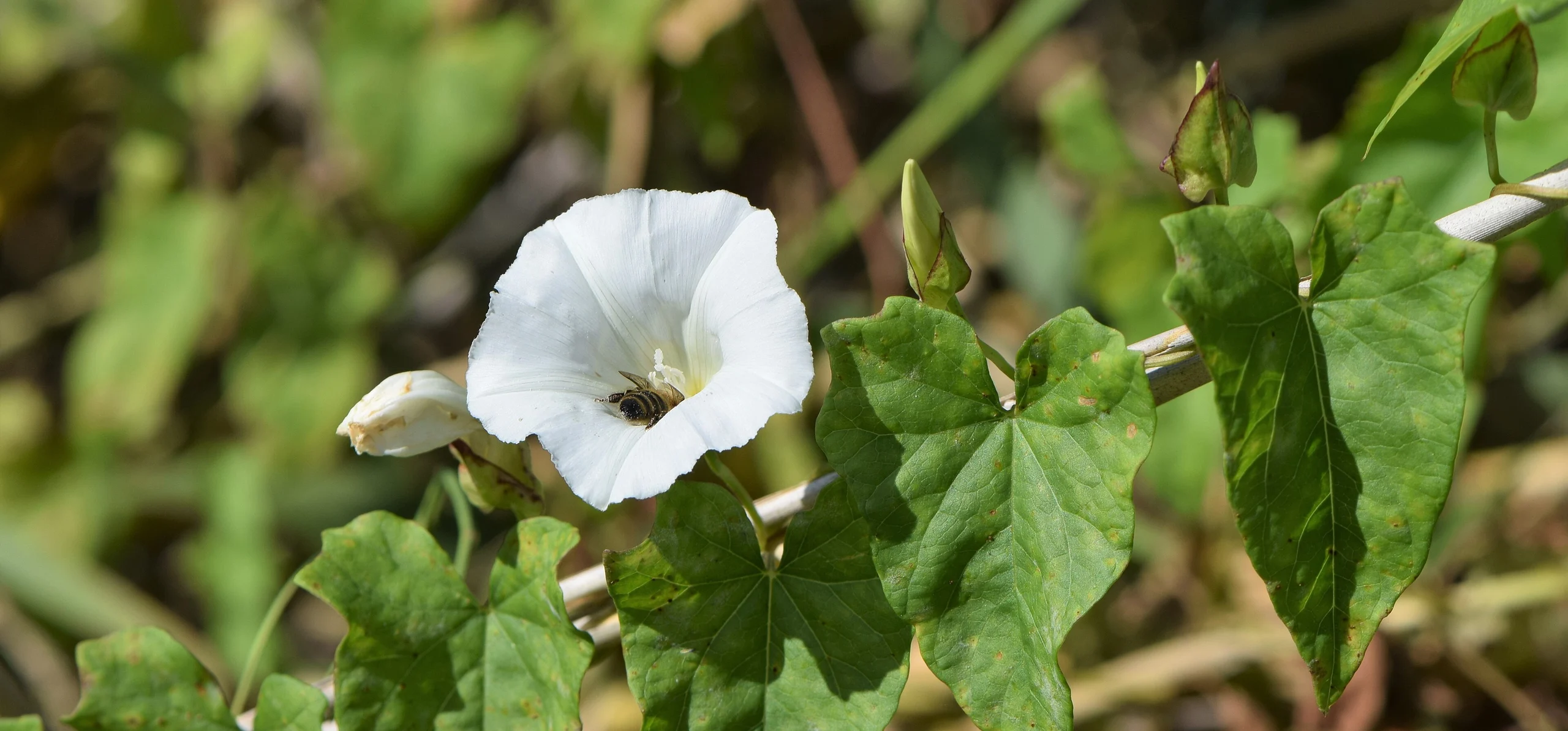 Hedge Bindweed