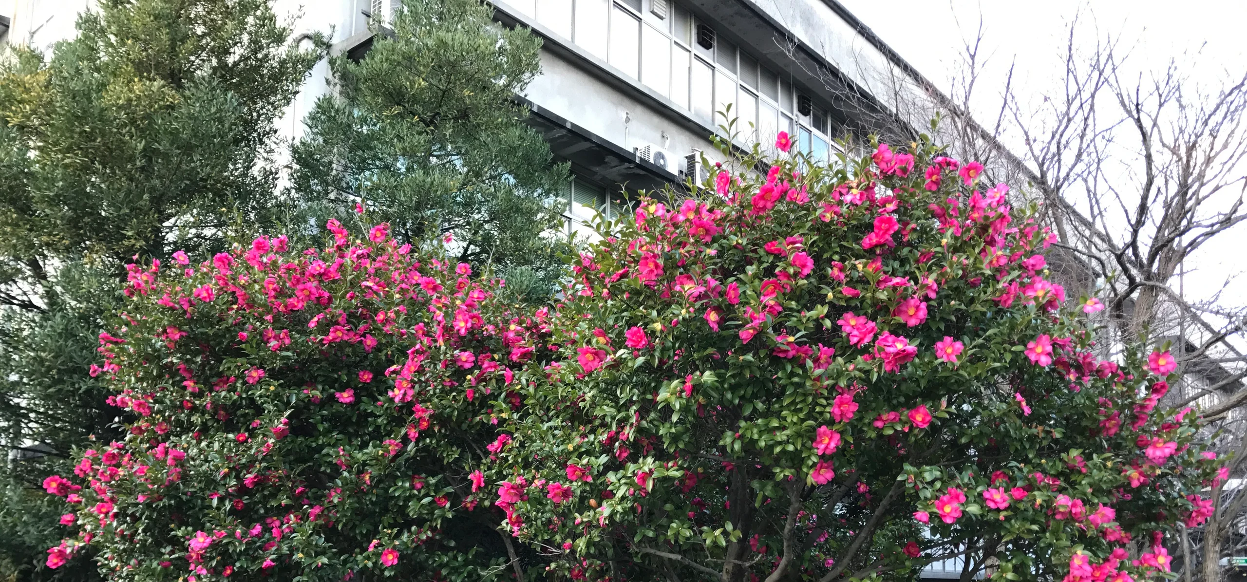 Japanese Camellia