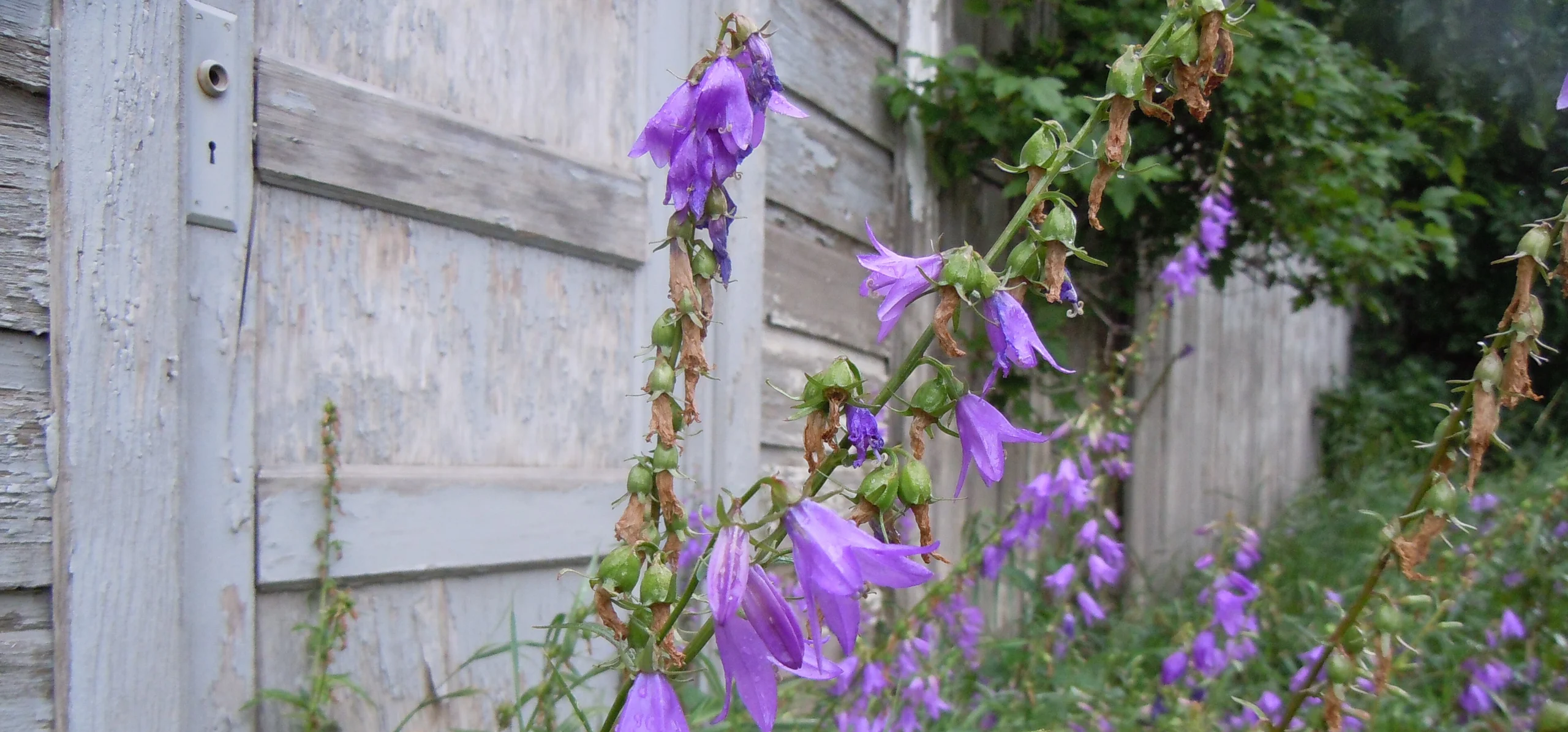 Creeping Bellflower