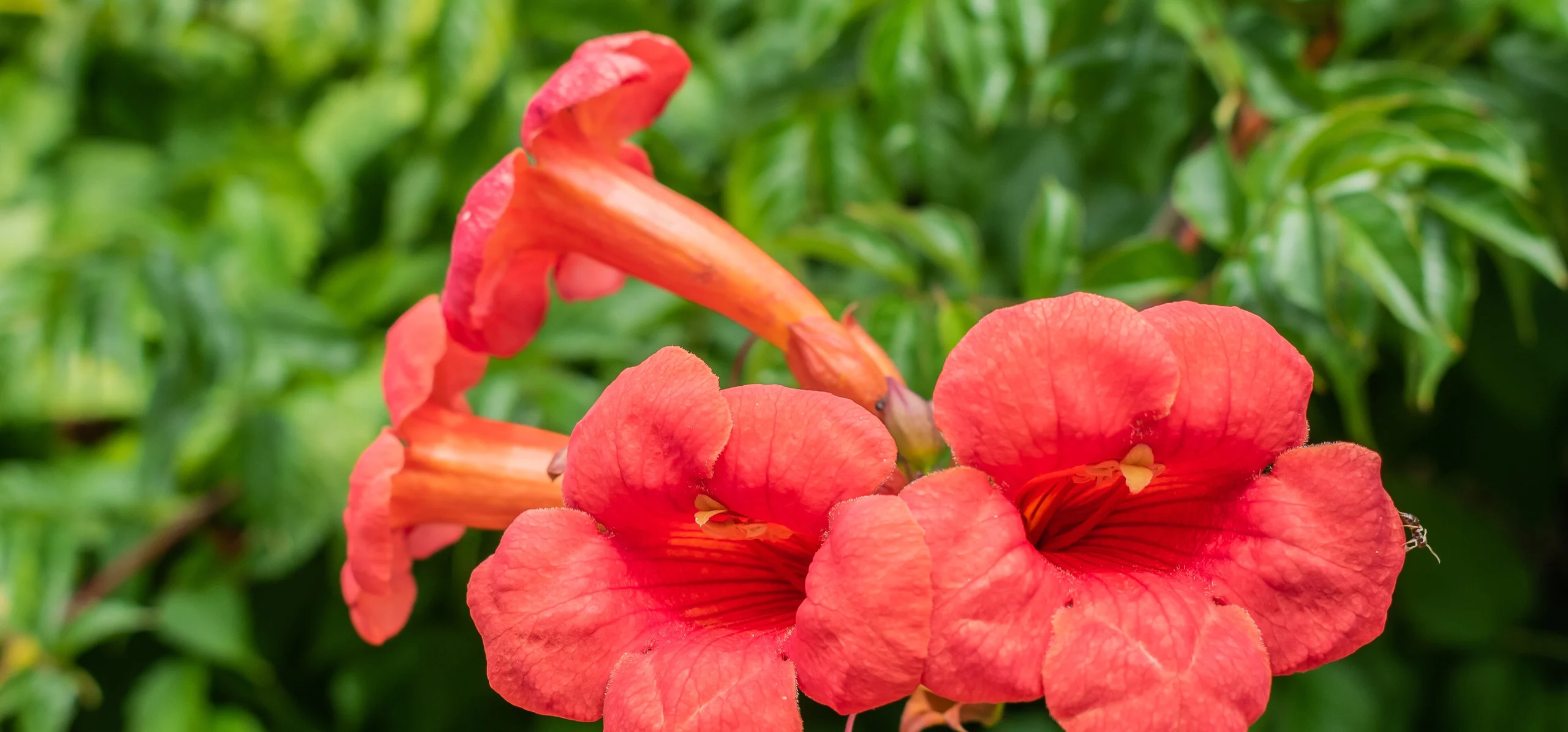 Trumpet Vine