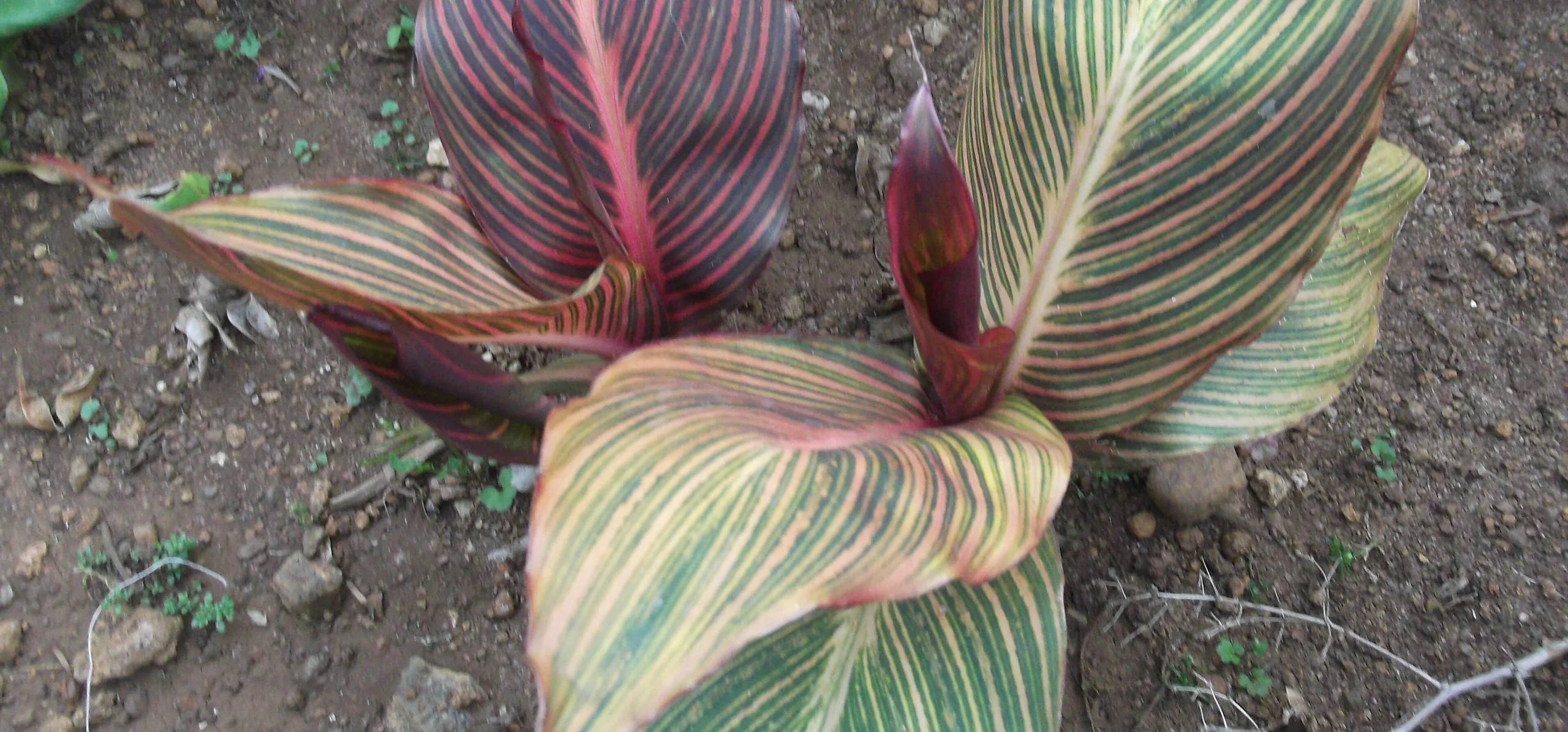 Canna Lily
