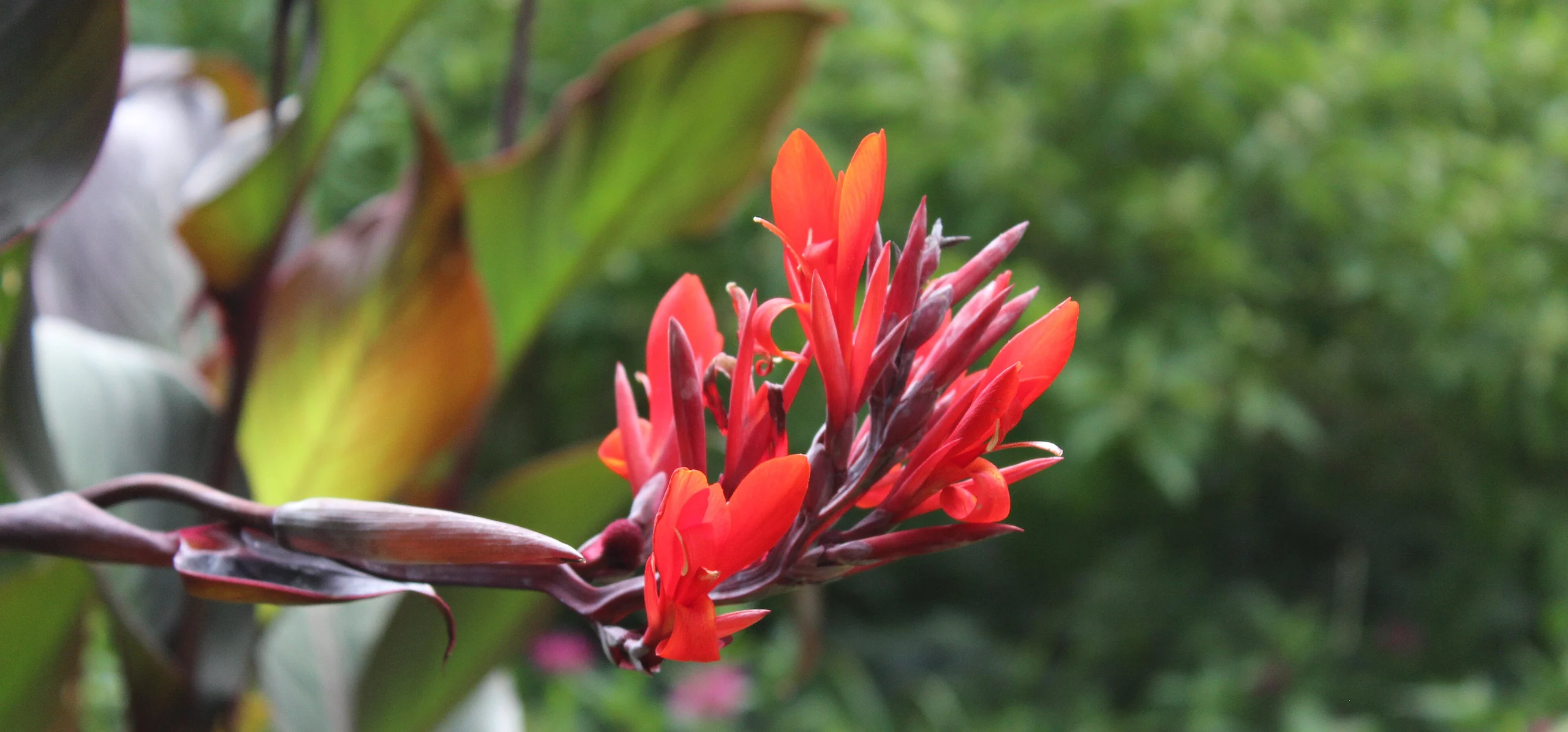 Canna Lily