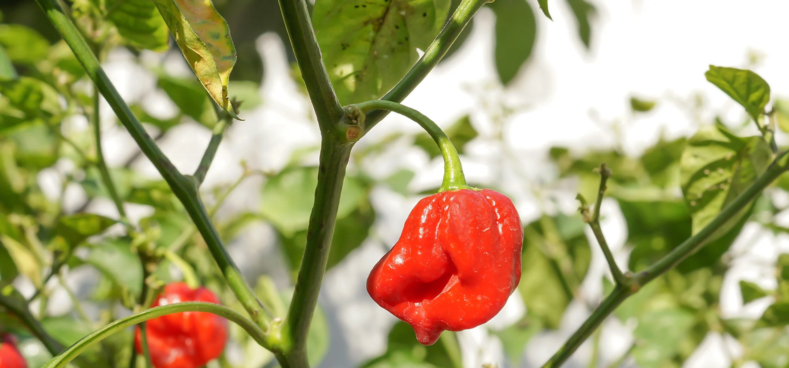 Bell Pepper