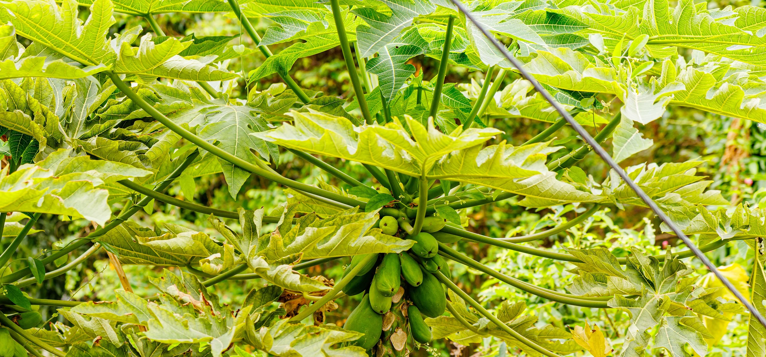 Papaya