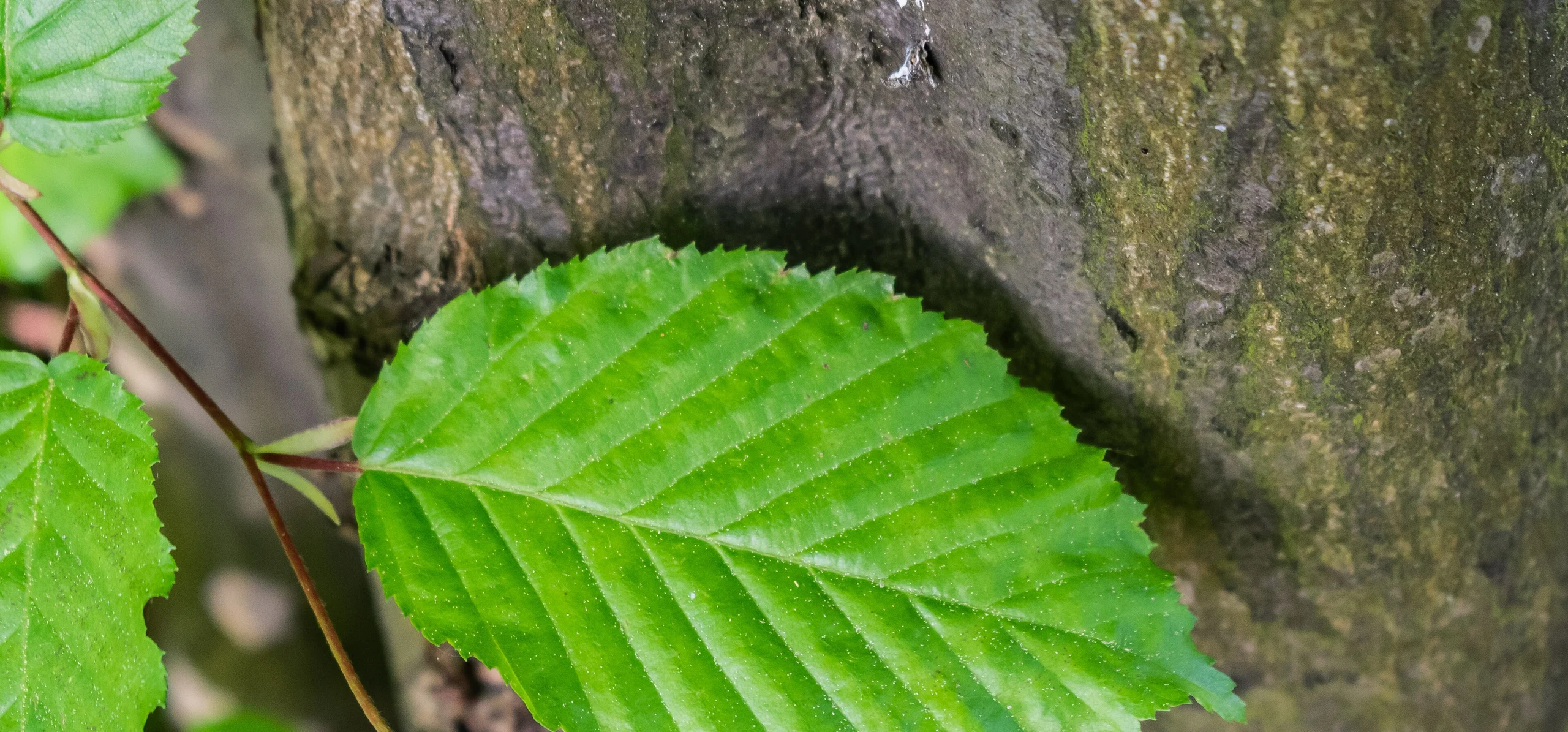 European Hornbeam