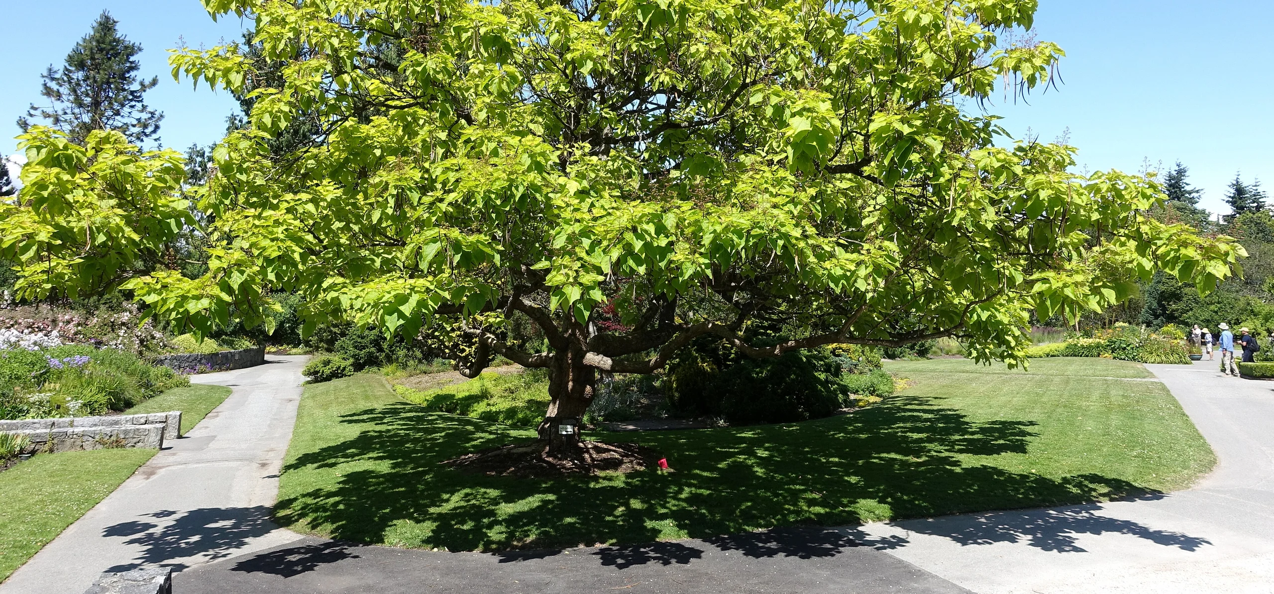 Southern Catalpa