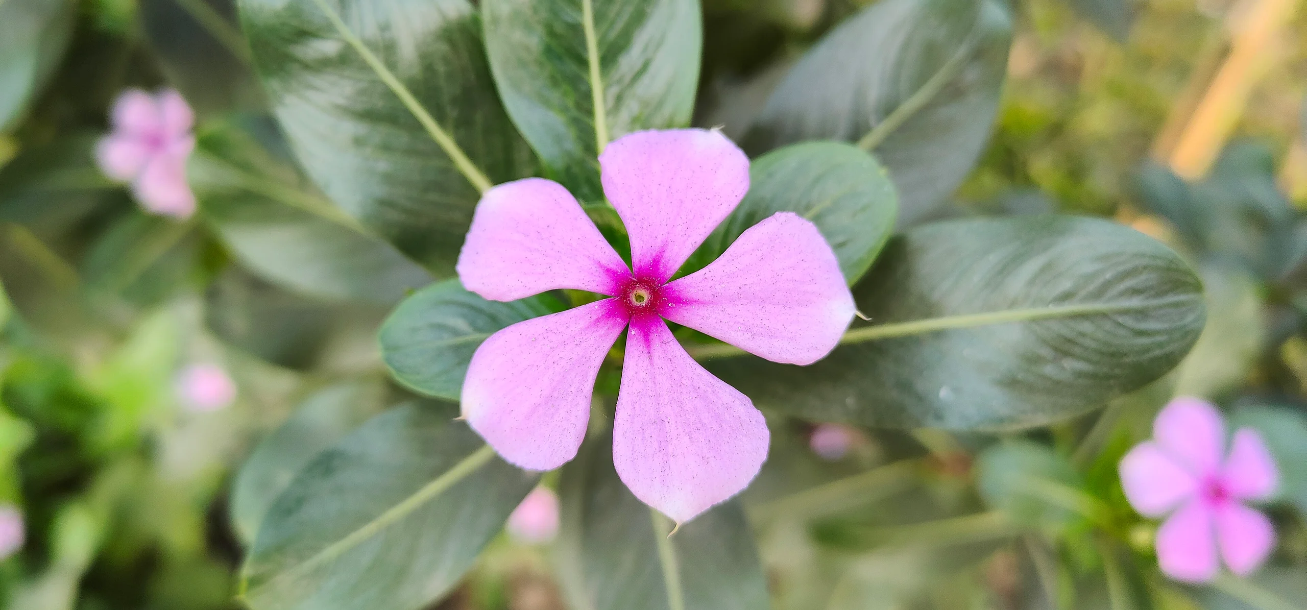 Madagascar Periwinkle