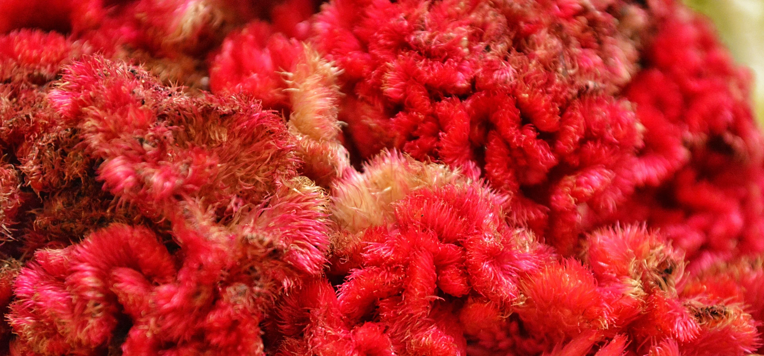 Cockscomb