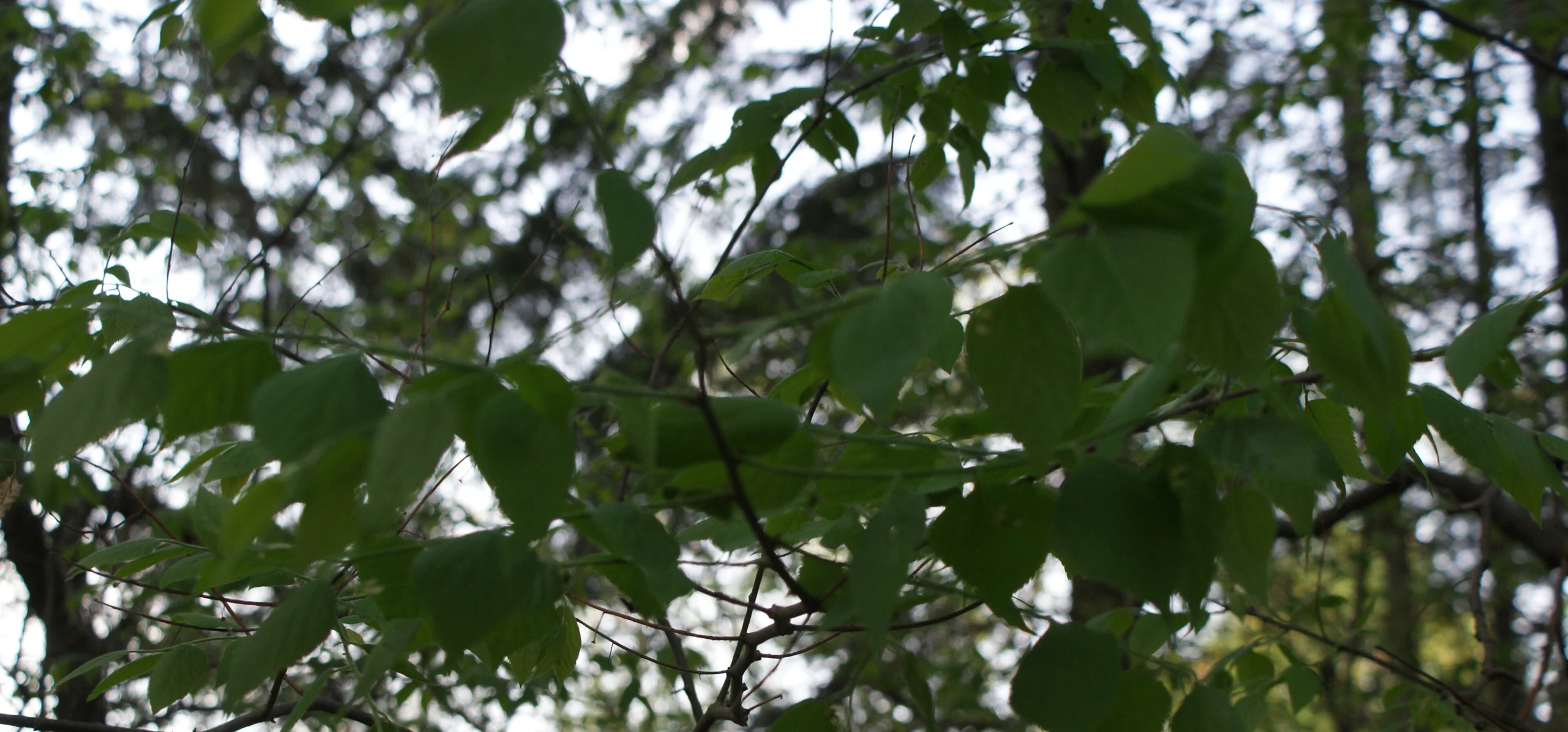 Common Hackberry