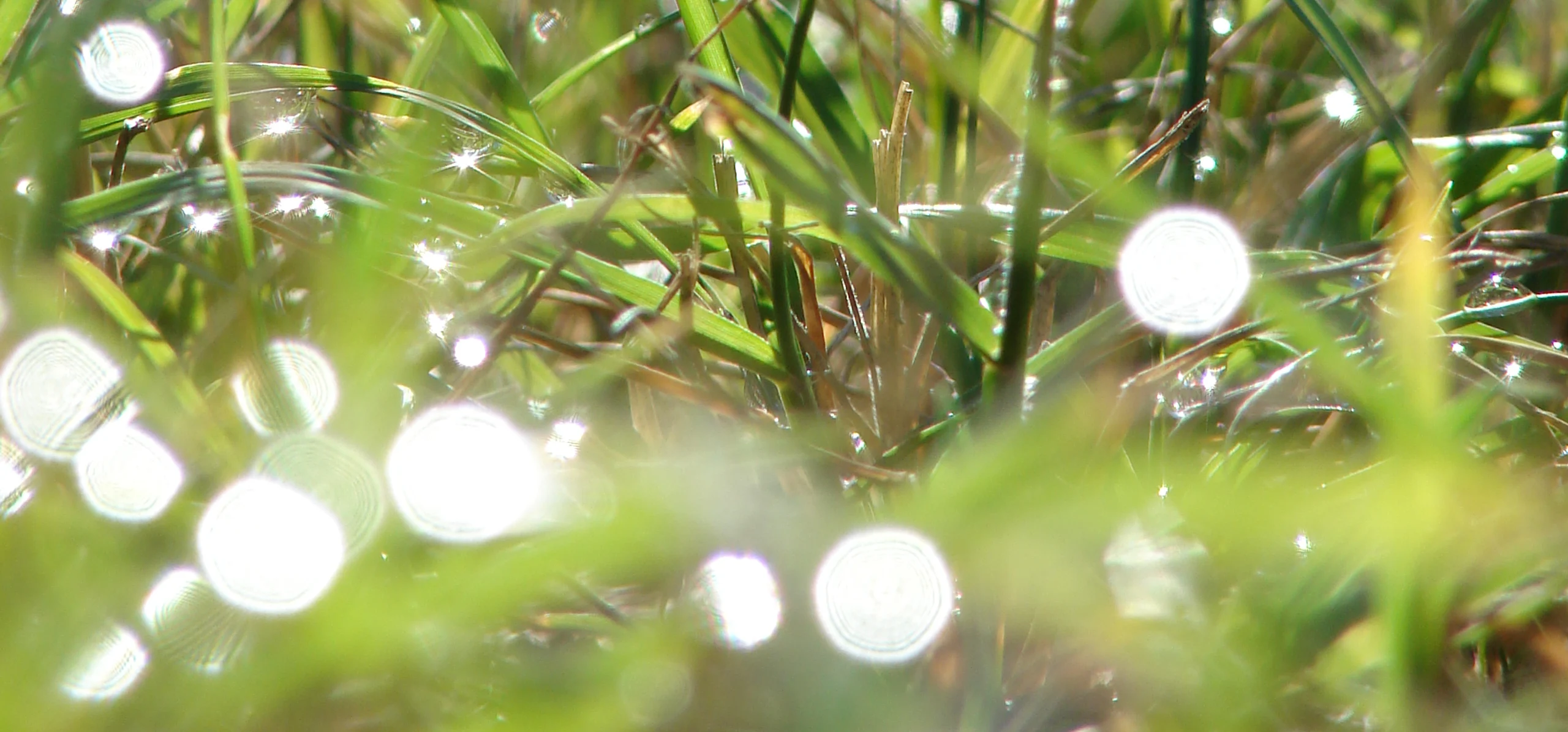 Kikuyu Grass