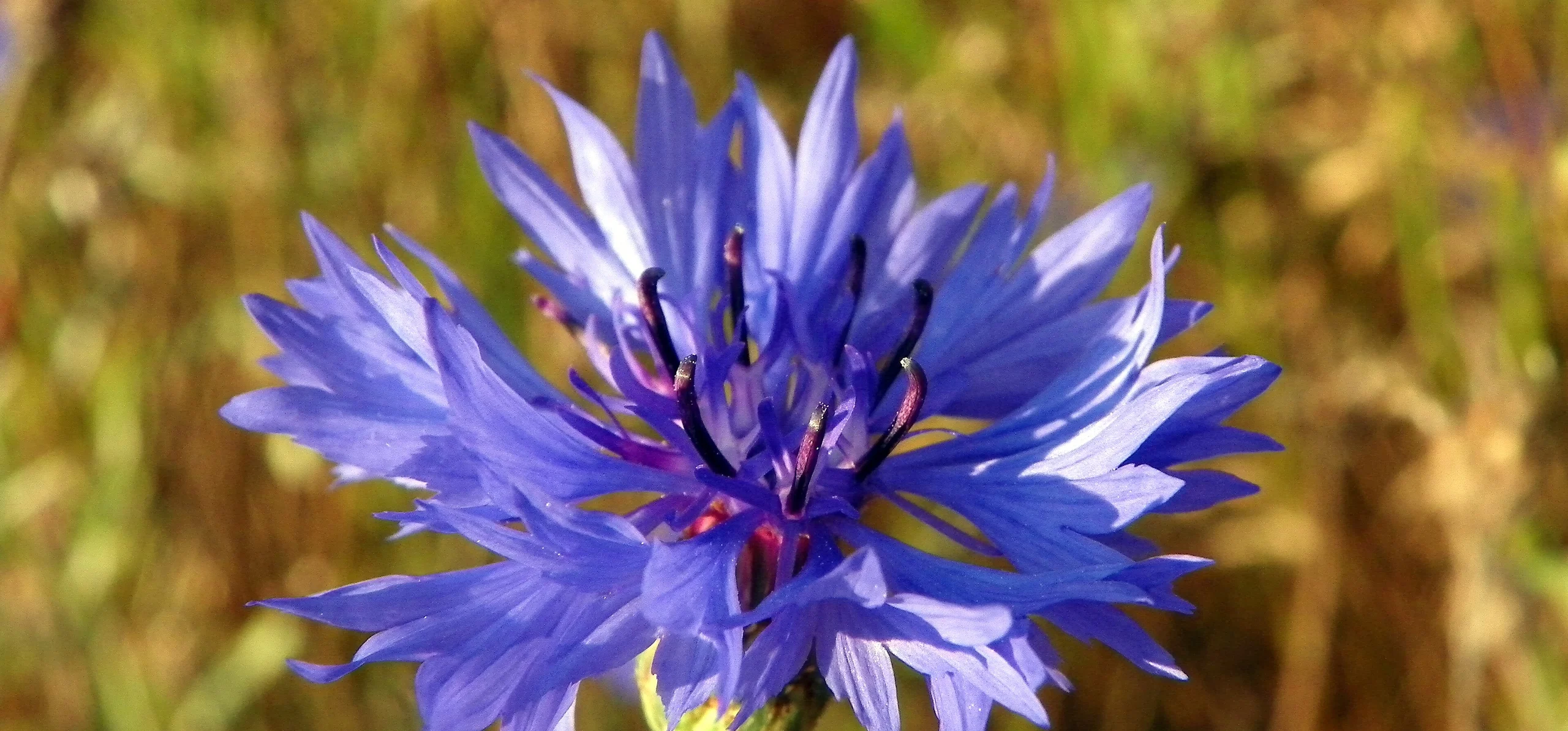 Cornflower