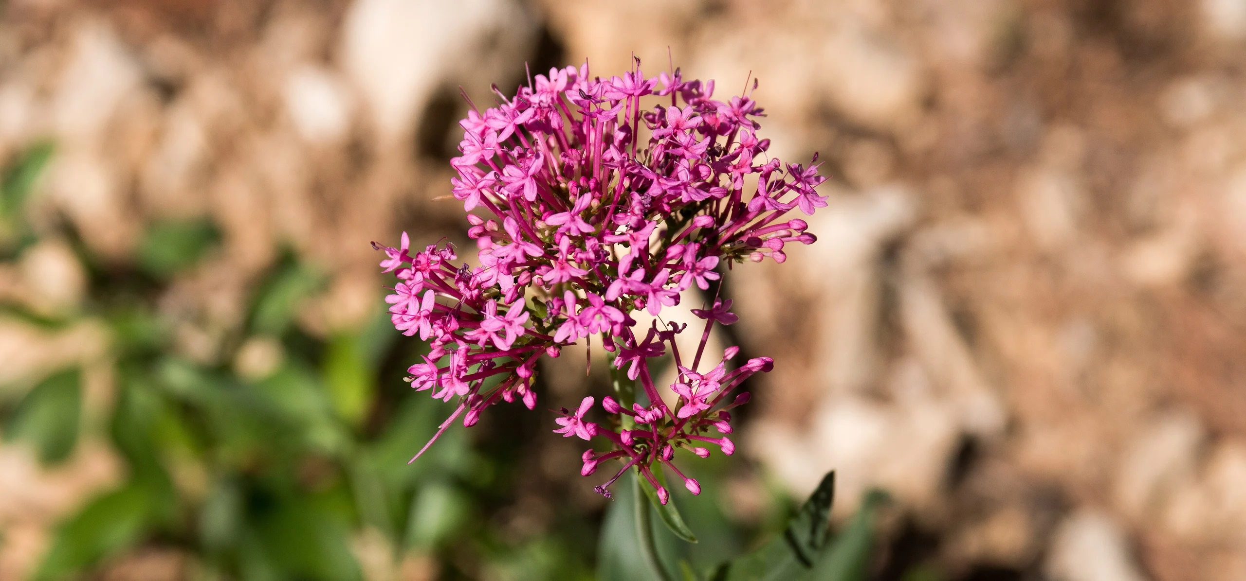 Red Valerian