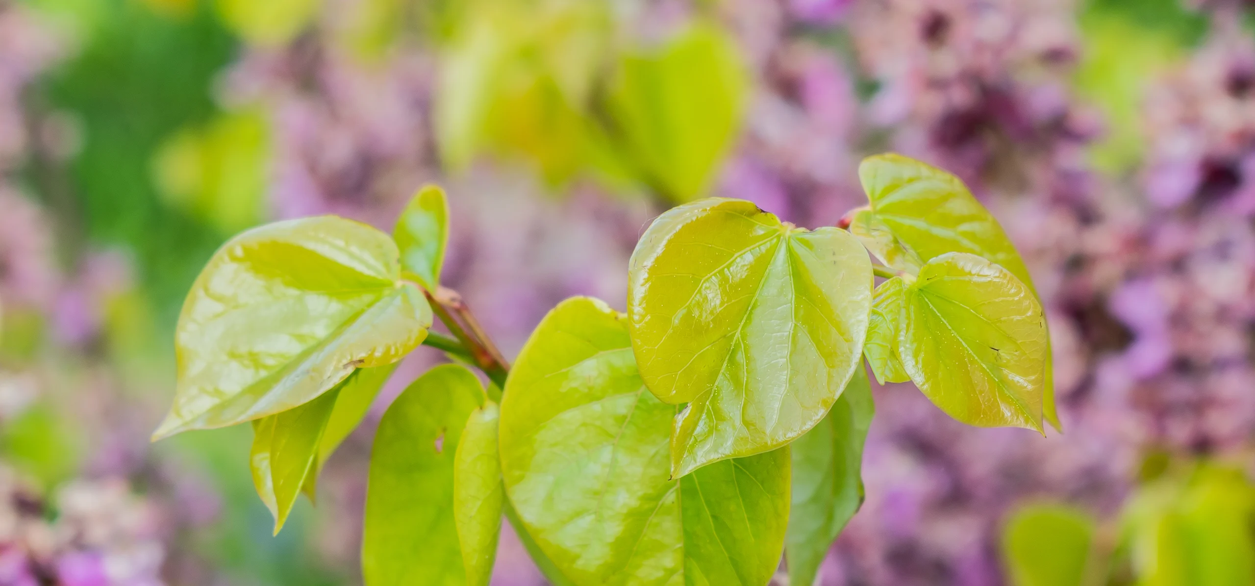 Eastern Redbud