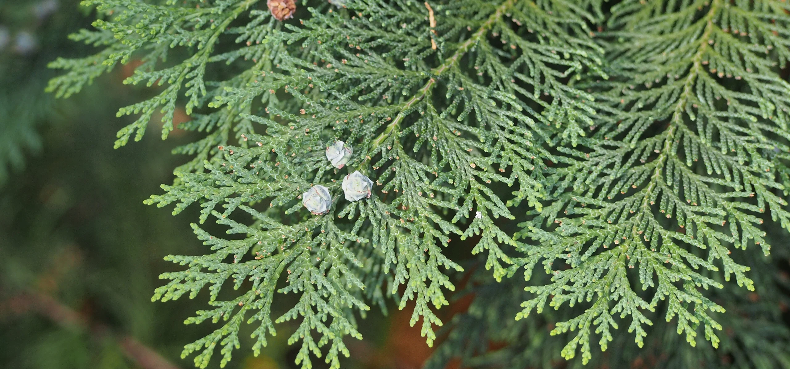 Lawson Cypress
