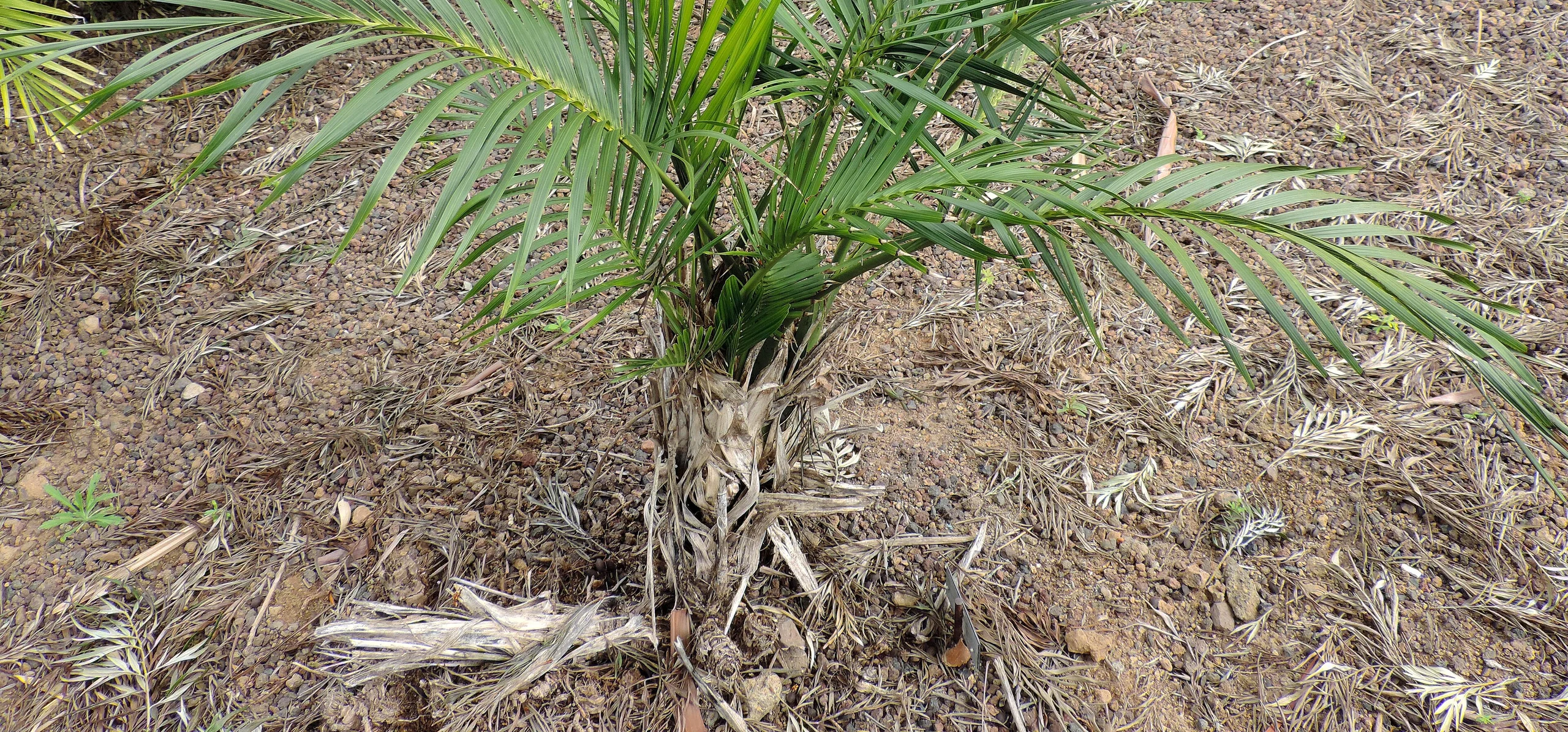 Cat Palm