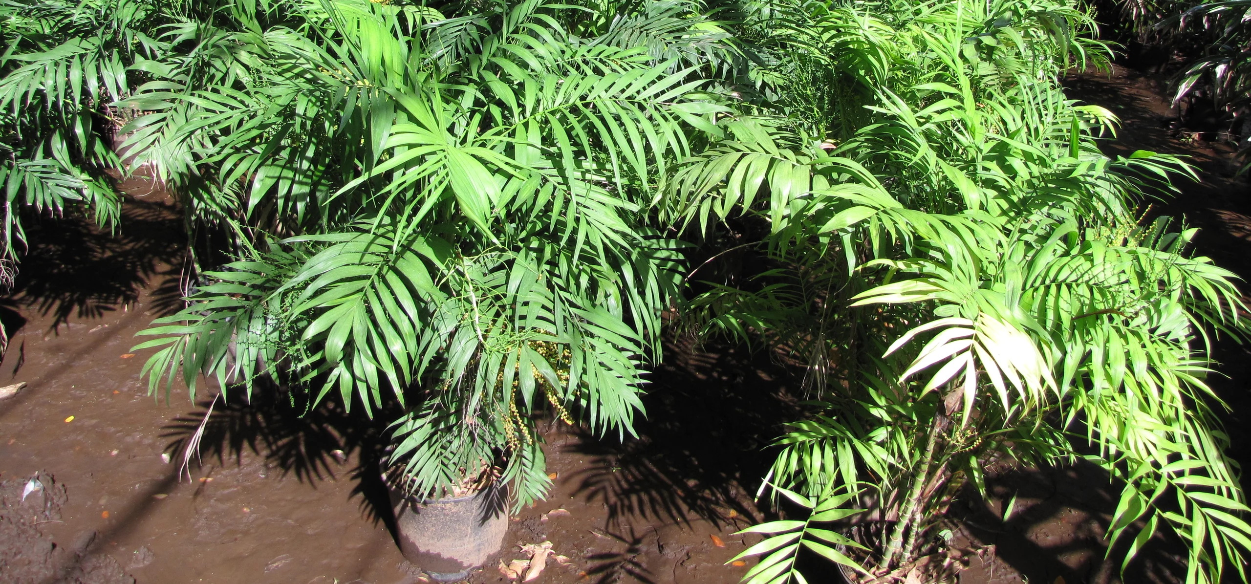 Parlor Palm