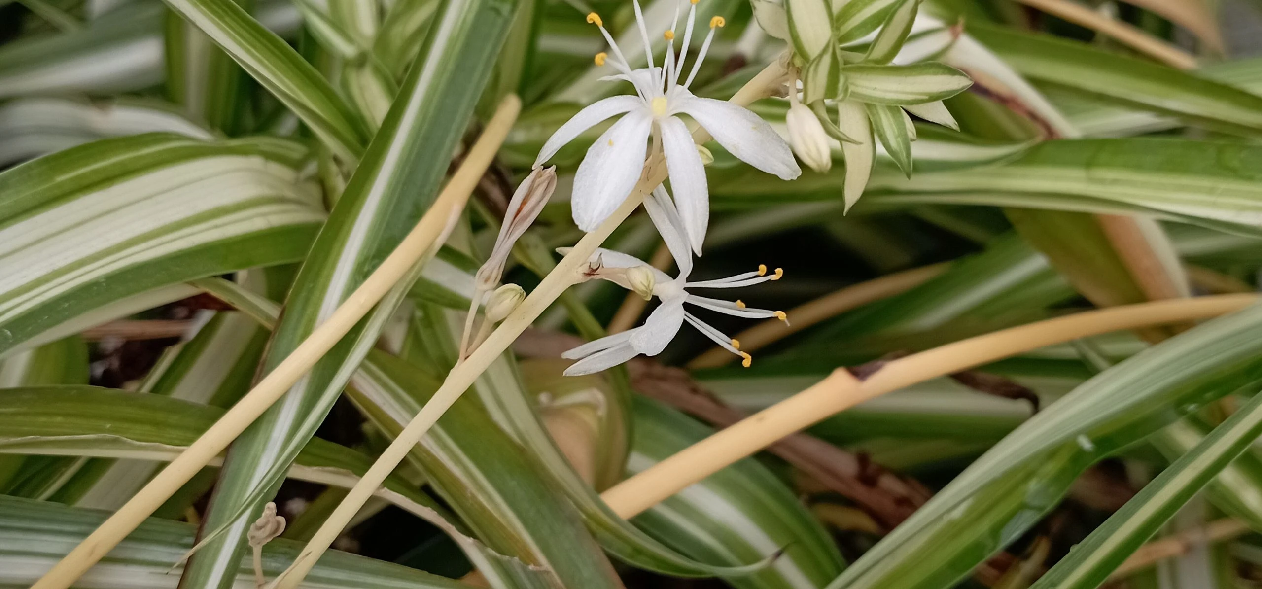 Spider Plant