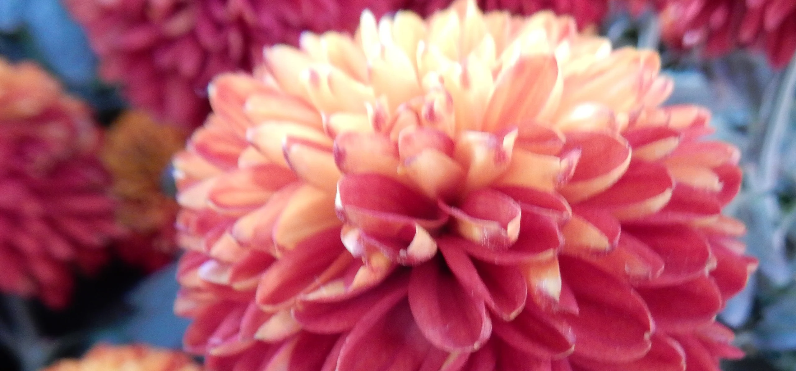 Chrysanthemum