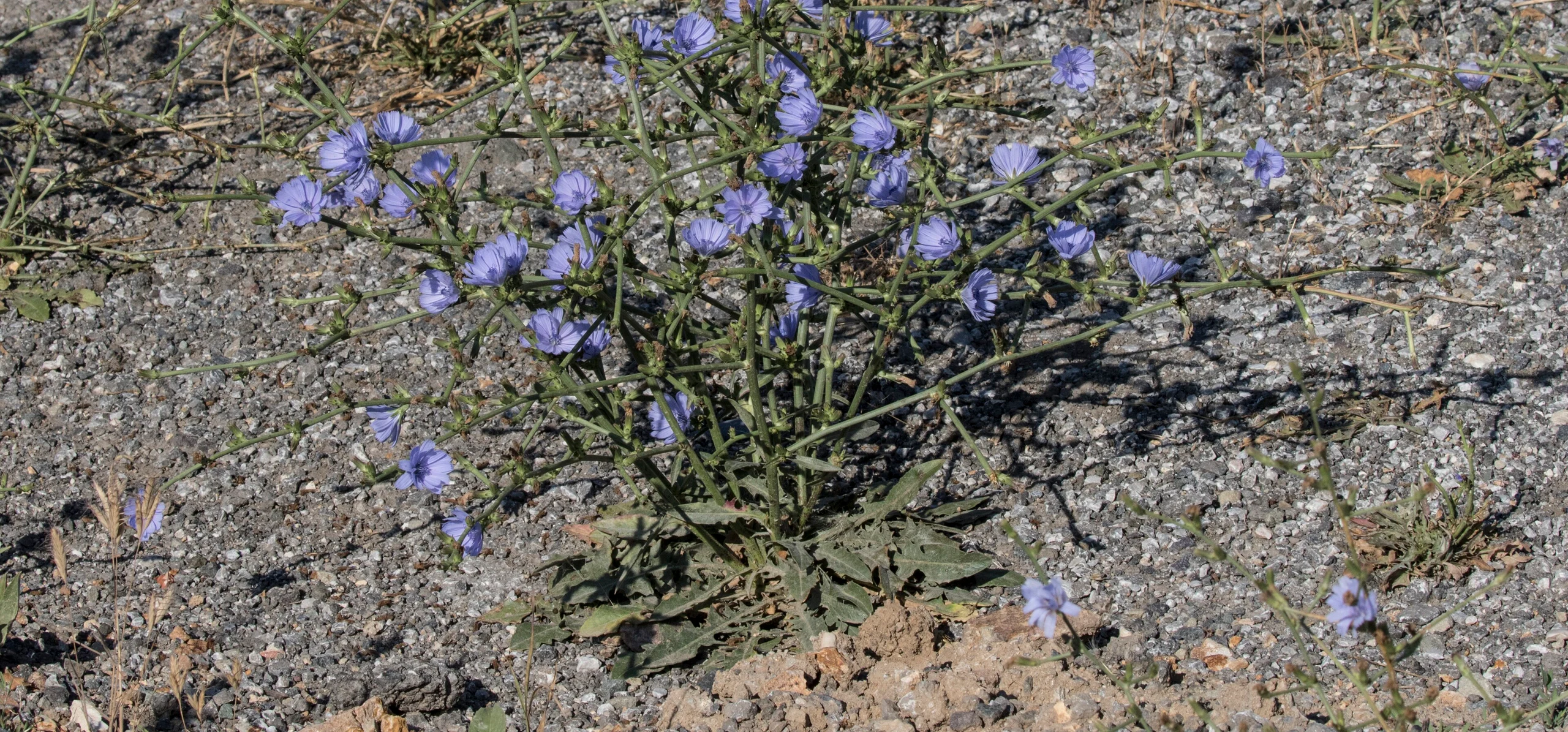 Chicory