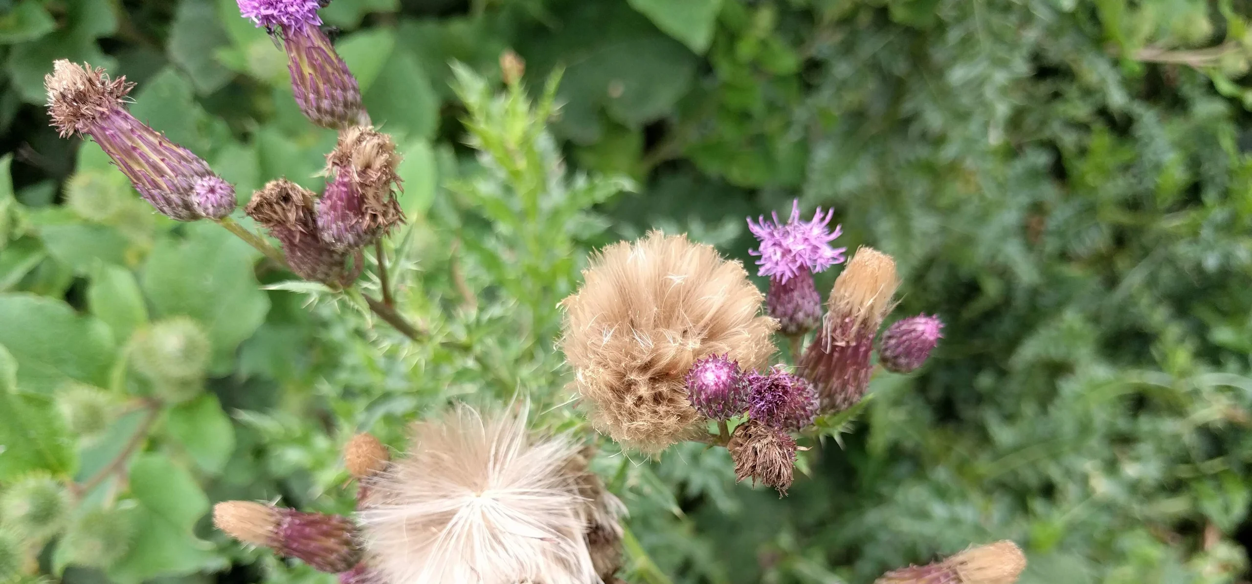 Creeping Thistle