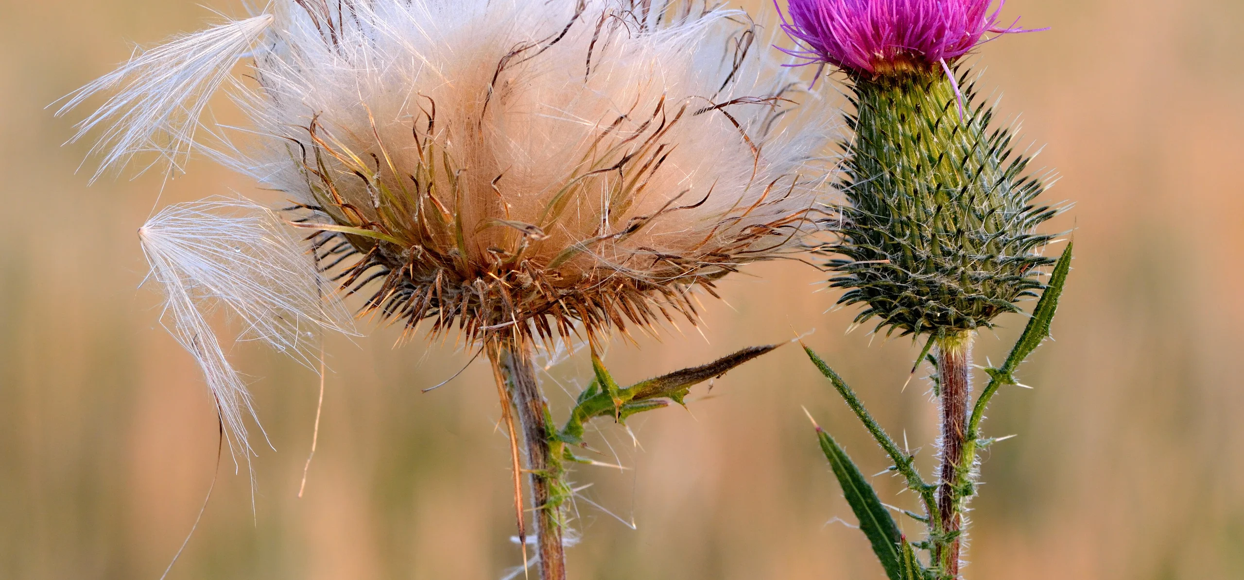 Spear Thistle