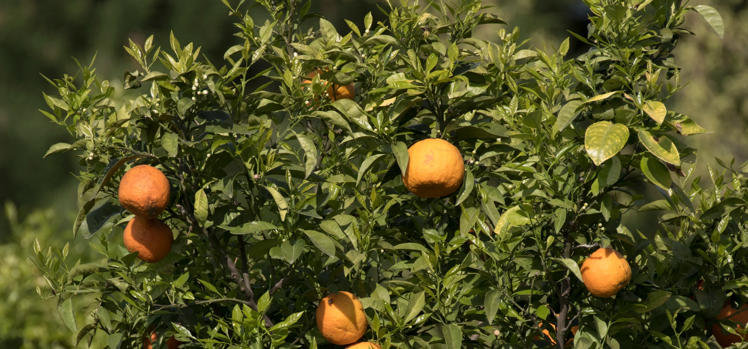 Bitter Orange