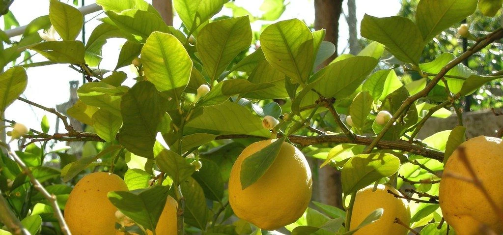 Lemon Tree