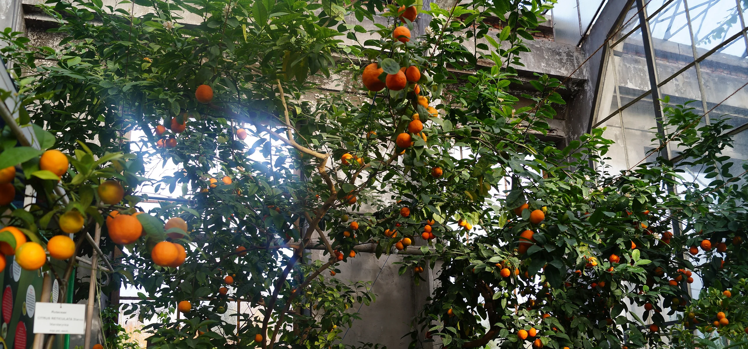Mandarin Orange