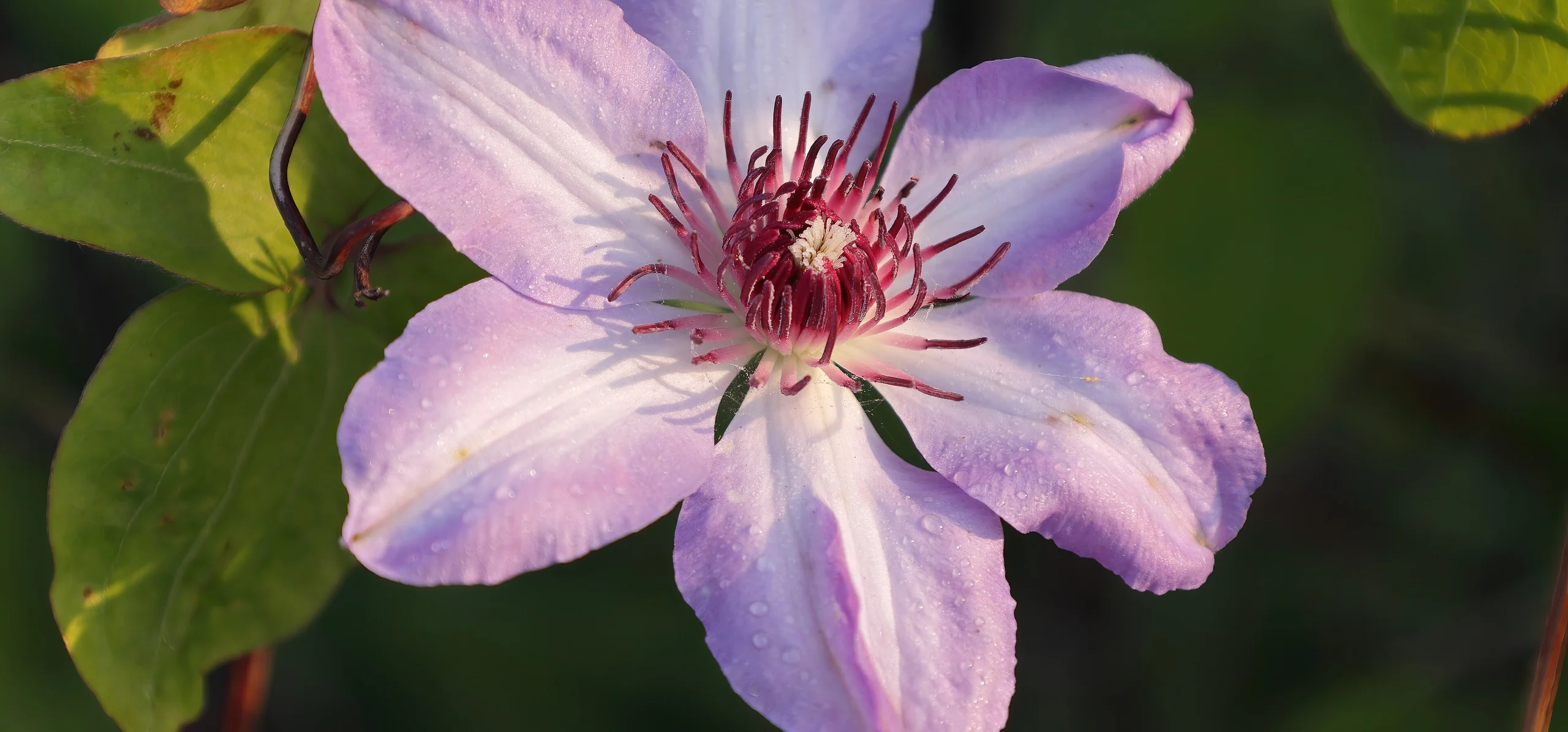 Florida Clematis