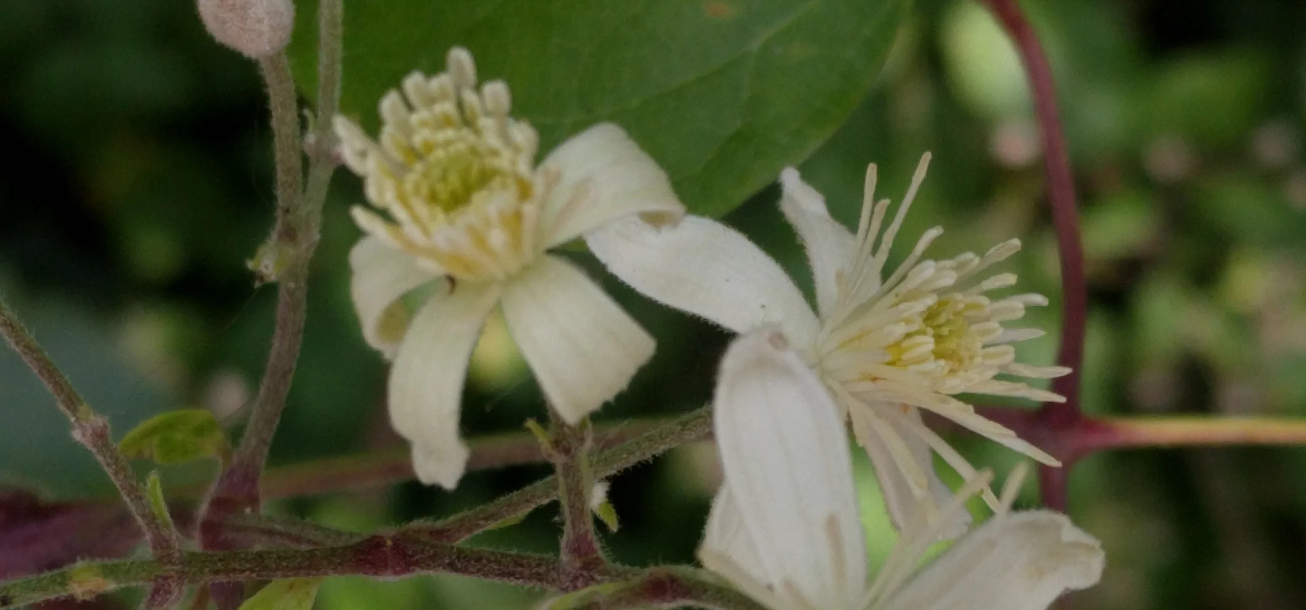 Old Man's Beard