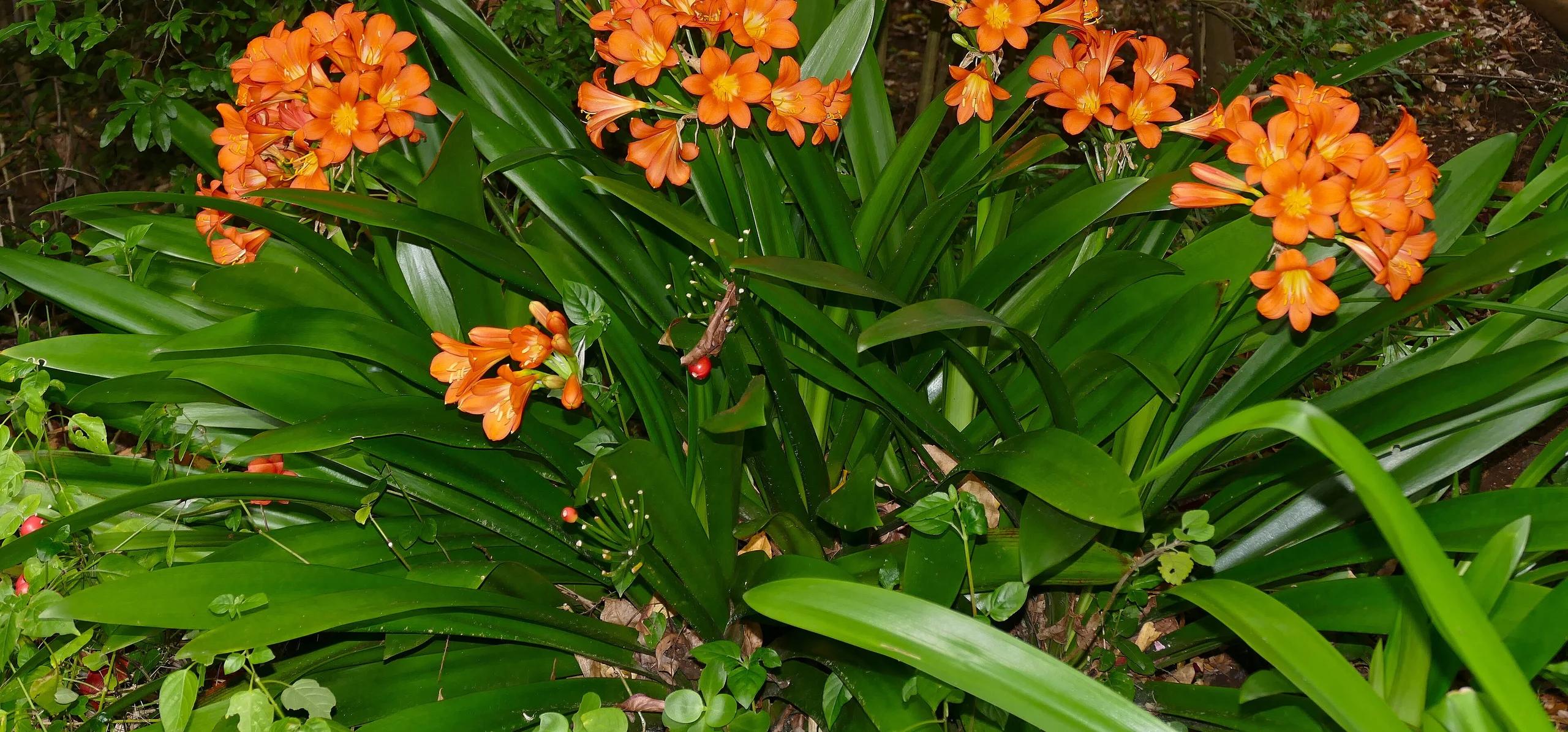 Clivia