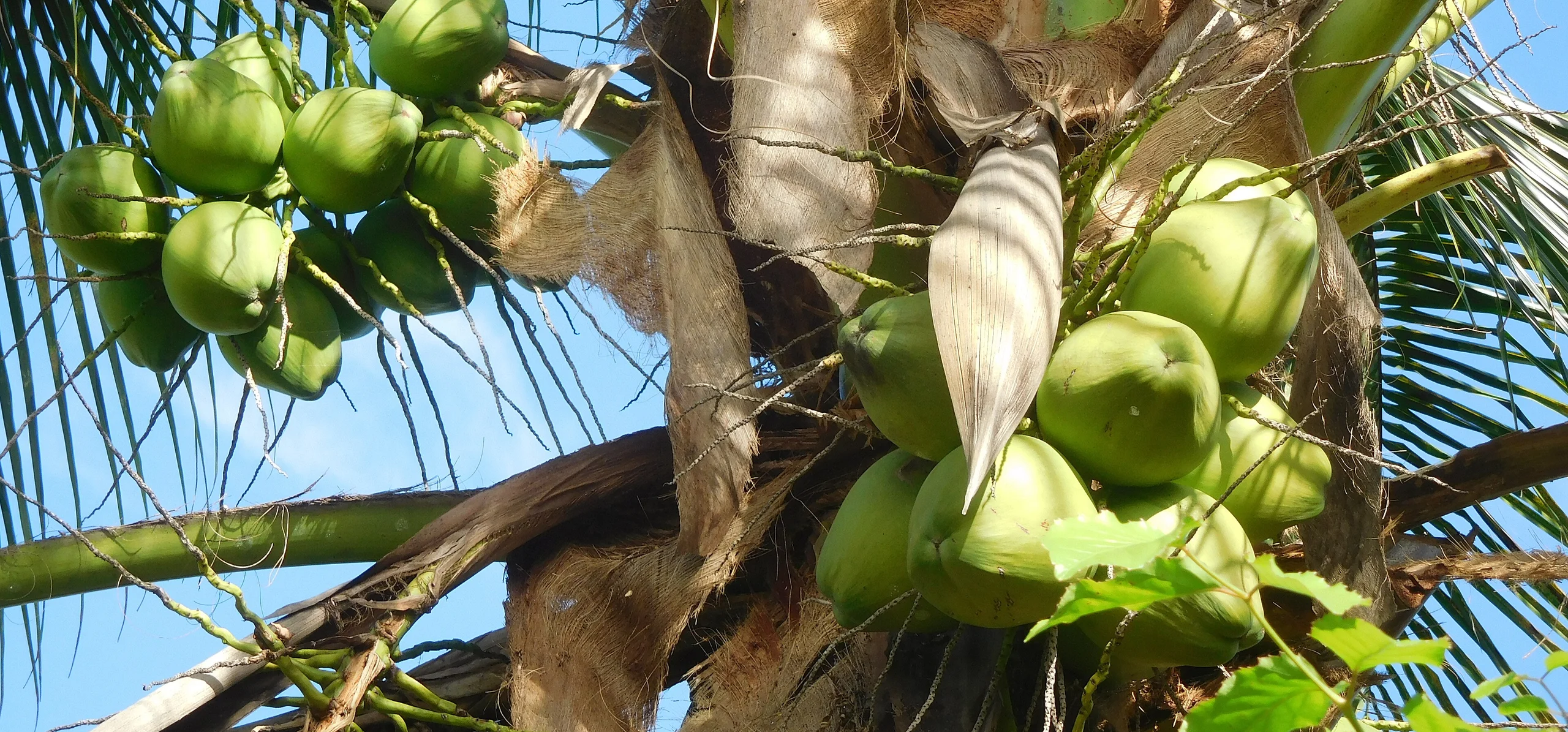 Coconut Palm