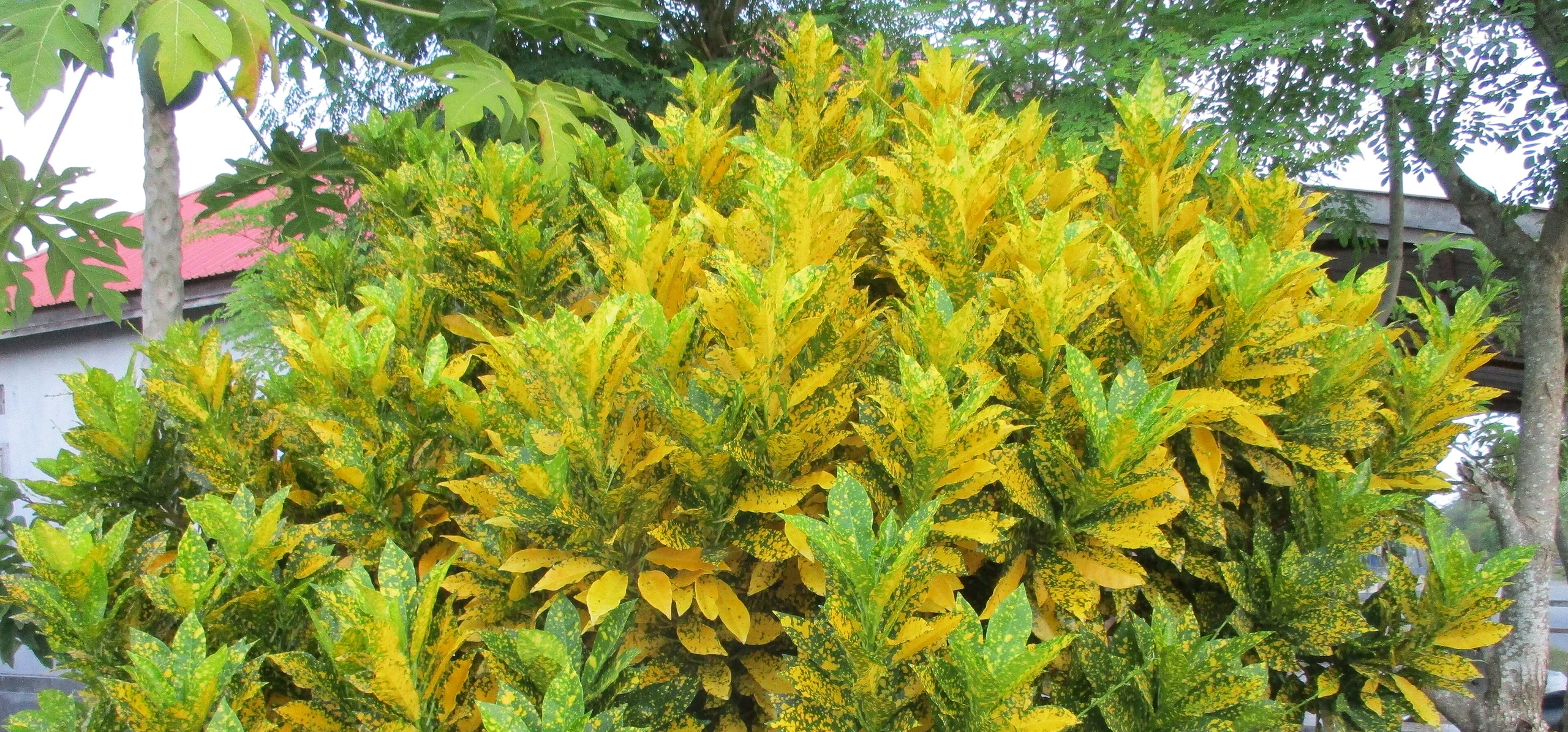 Croton