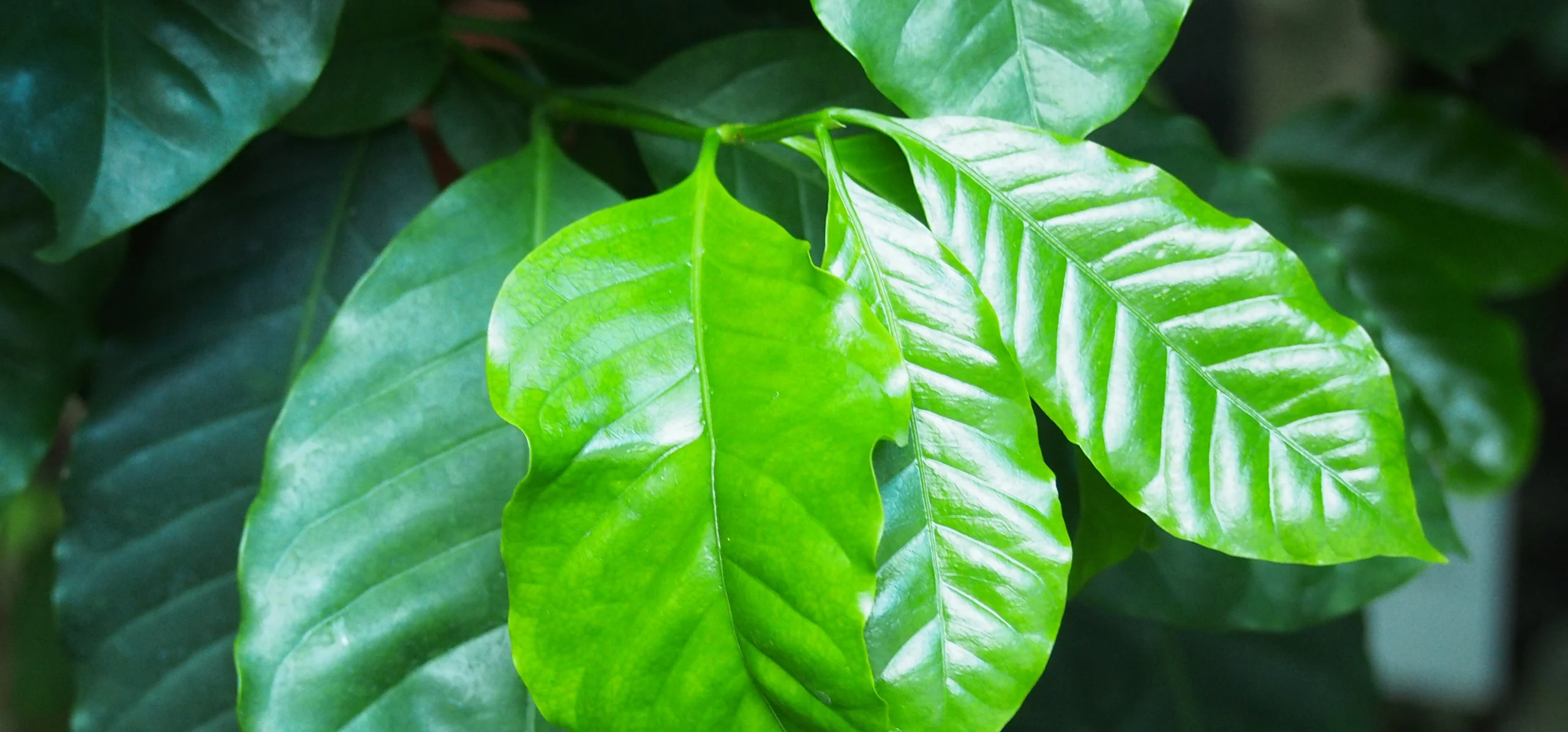 Arabian Coffee Plant