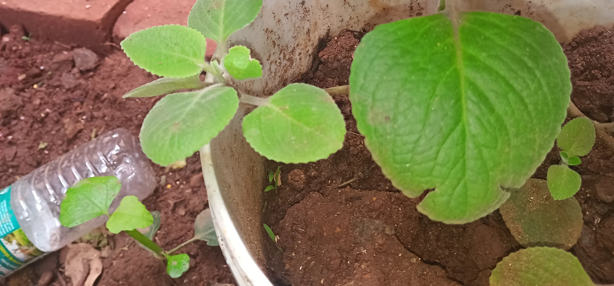 Mexican Mint