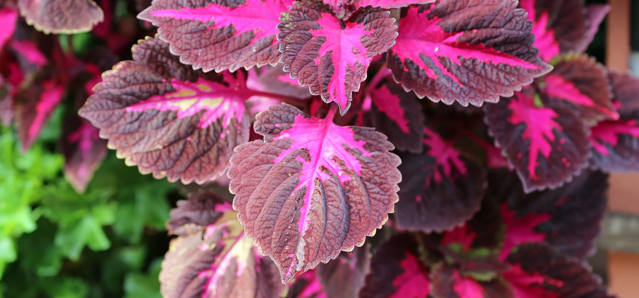 Coleus